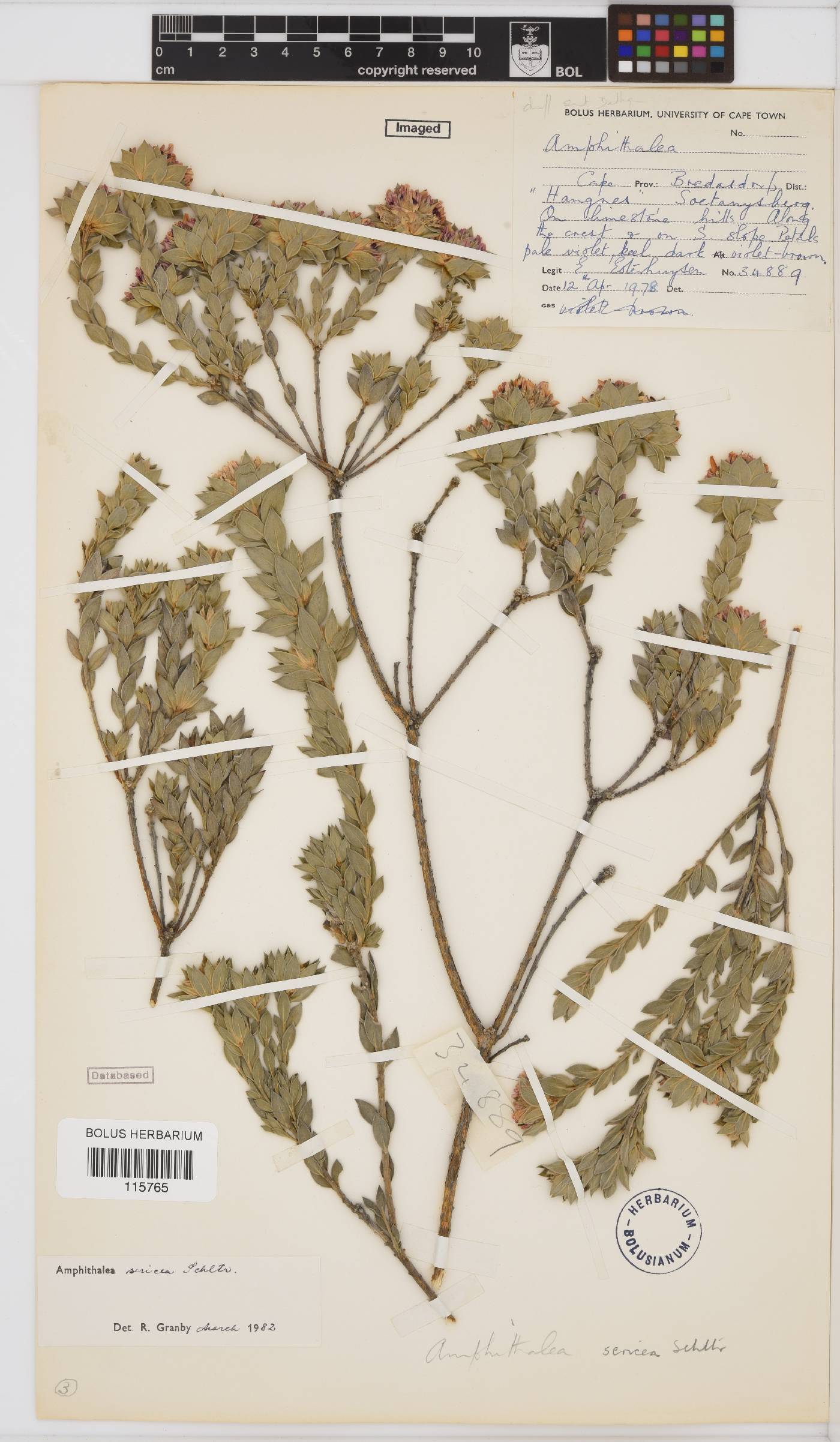 Amphithalea sericea image