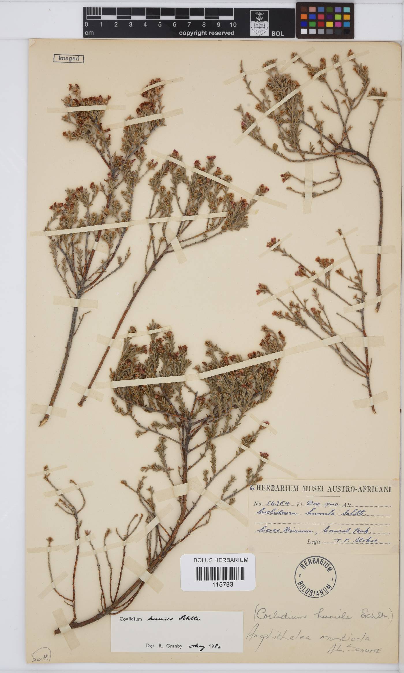 Amphithalea monticola image