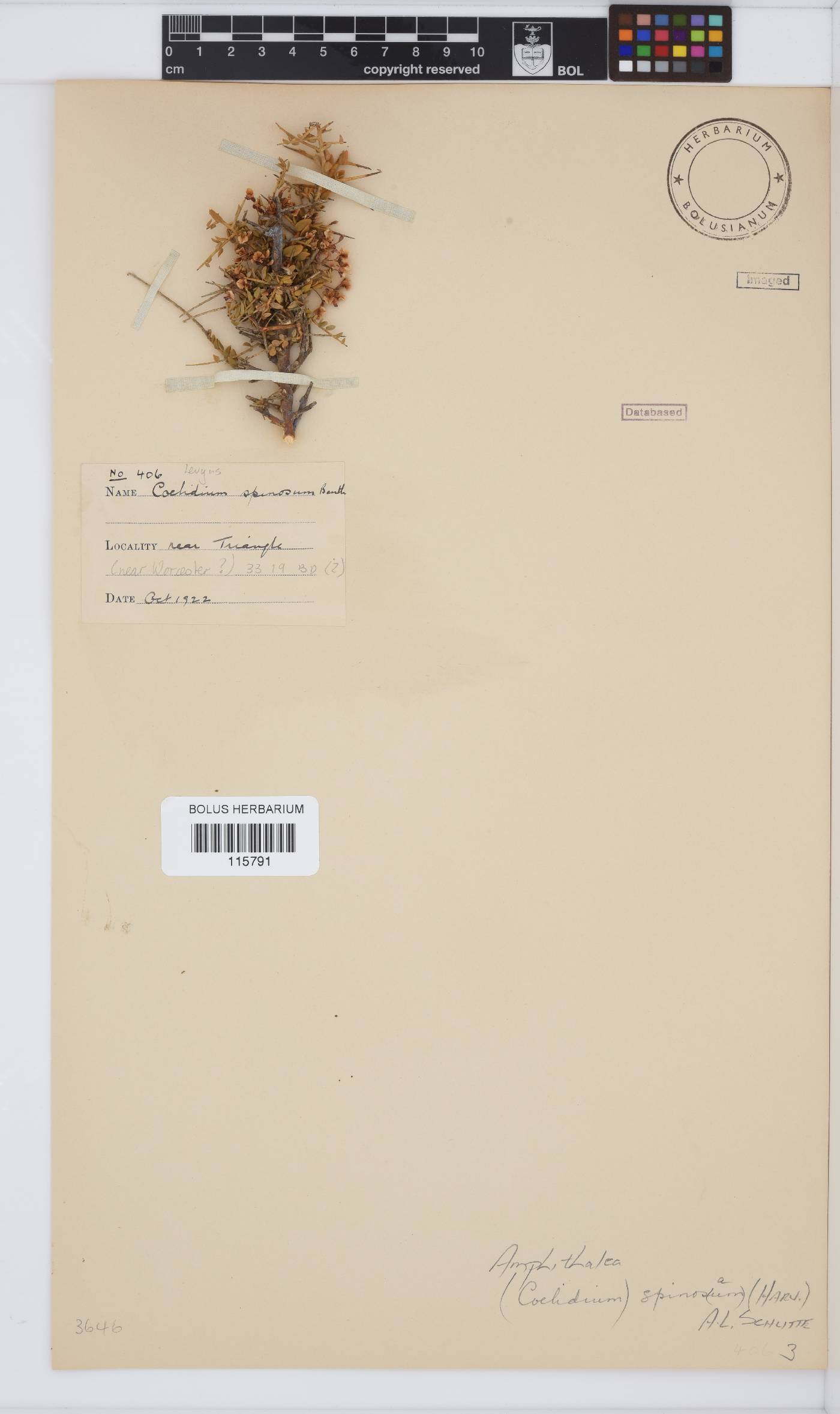 Amphithalea spinosa image