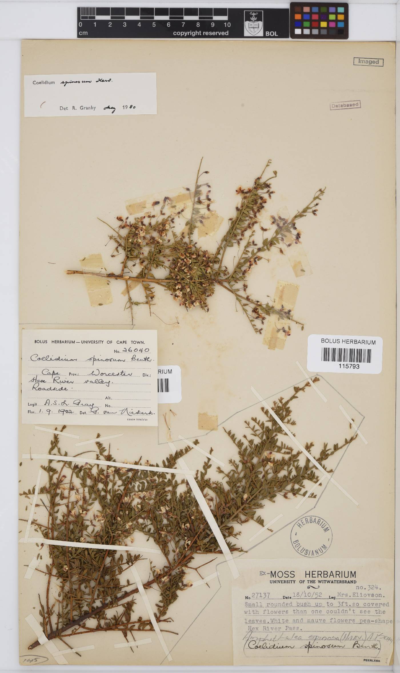Amphithalea spinosa image
