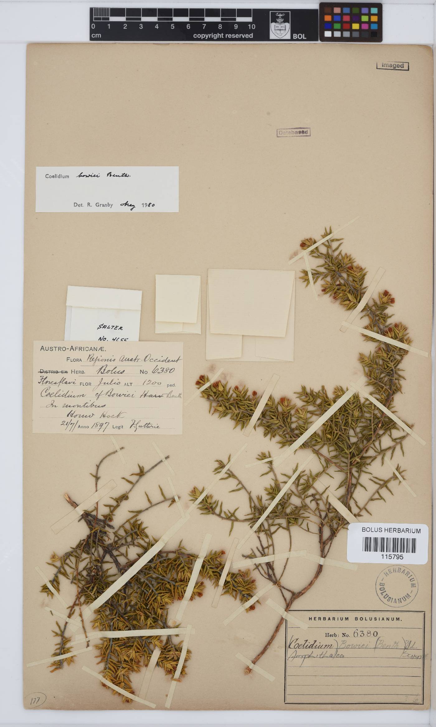 Amphithalea bowiei image