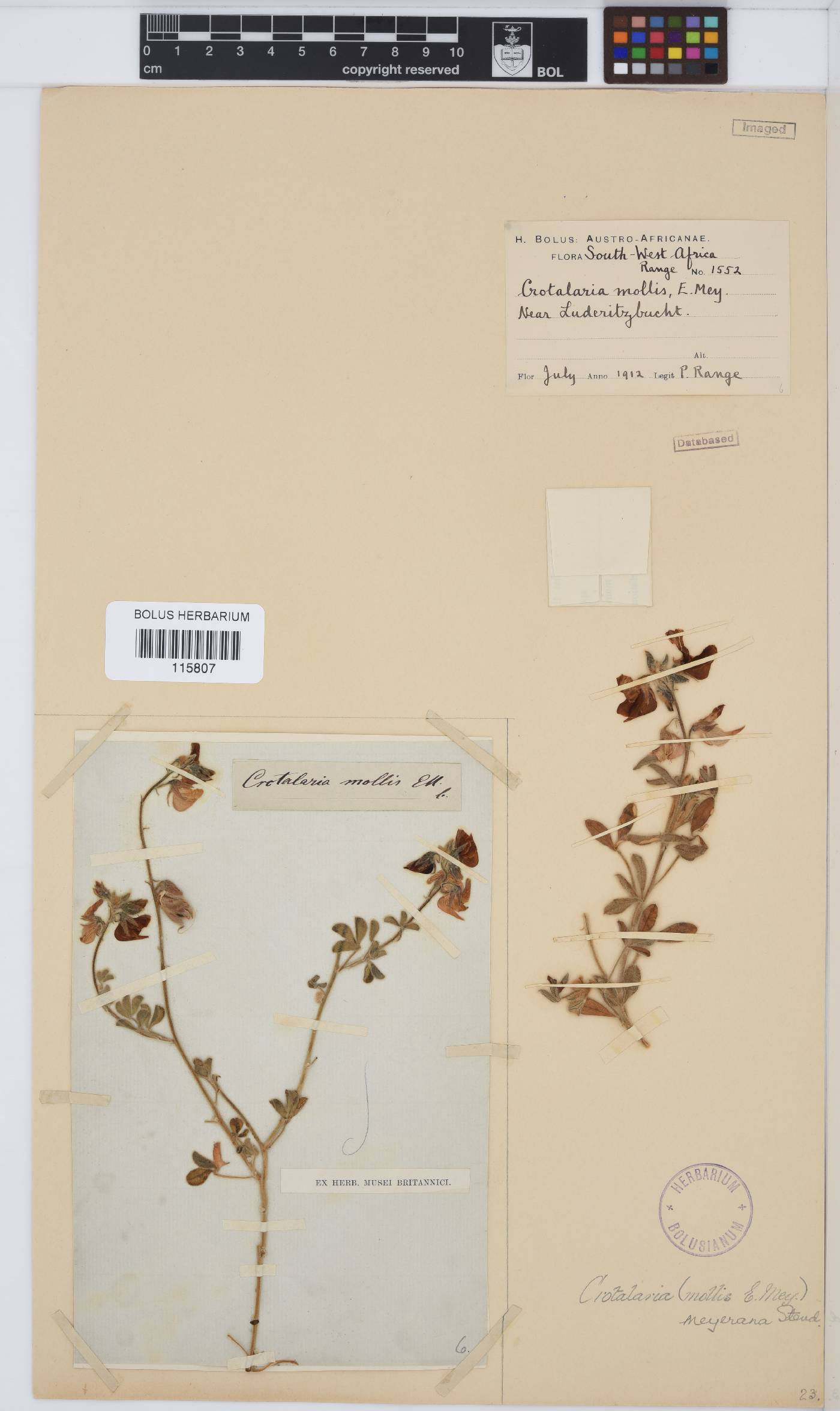 Crotalaria meyeriana image
