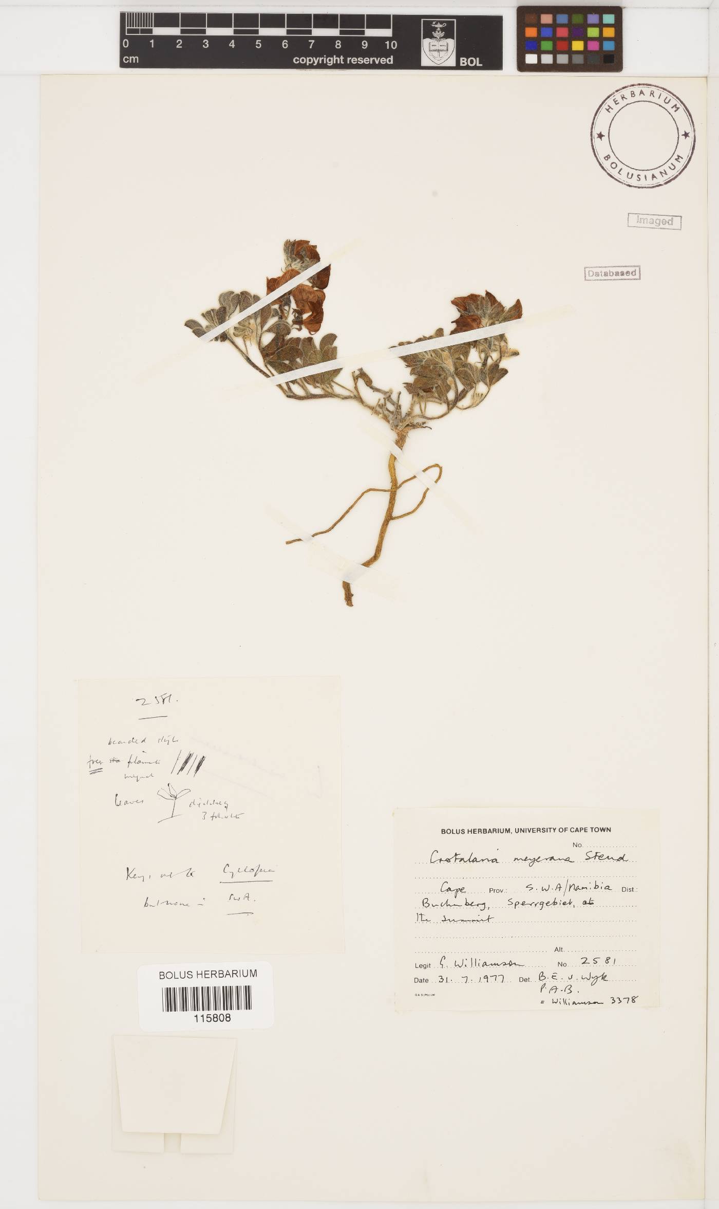 Crotalaria meyeriana image