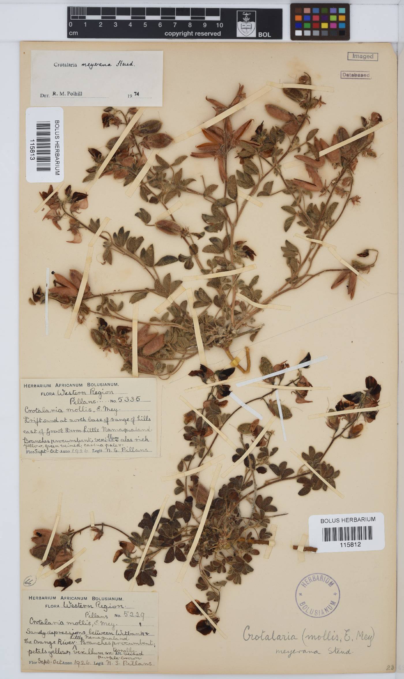 Crotalaria distans subsp. macaulayae image