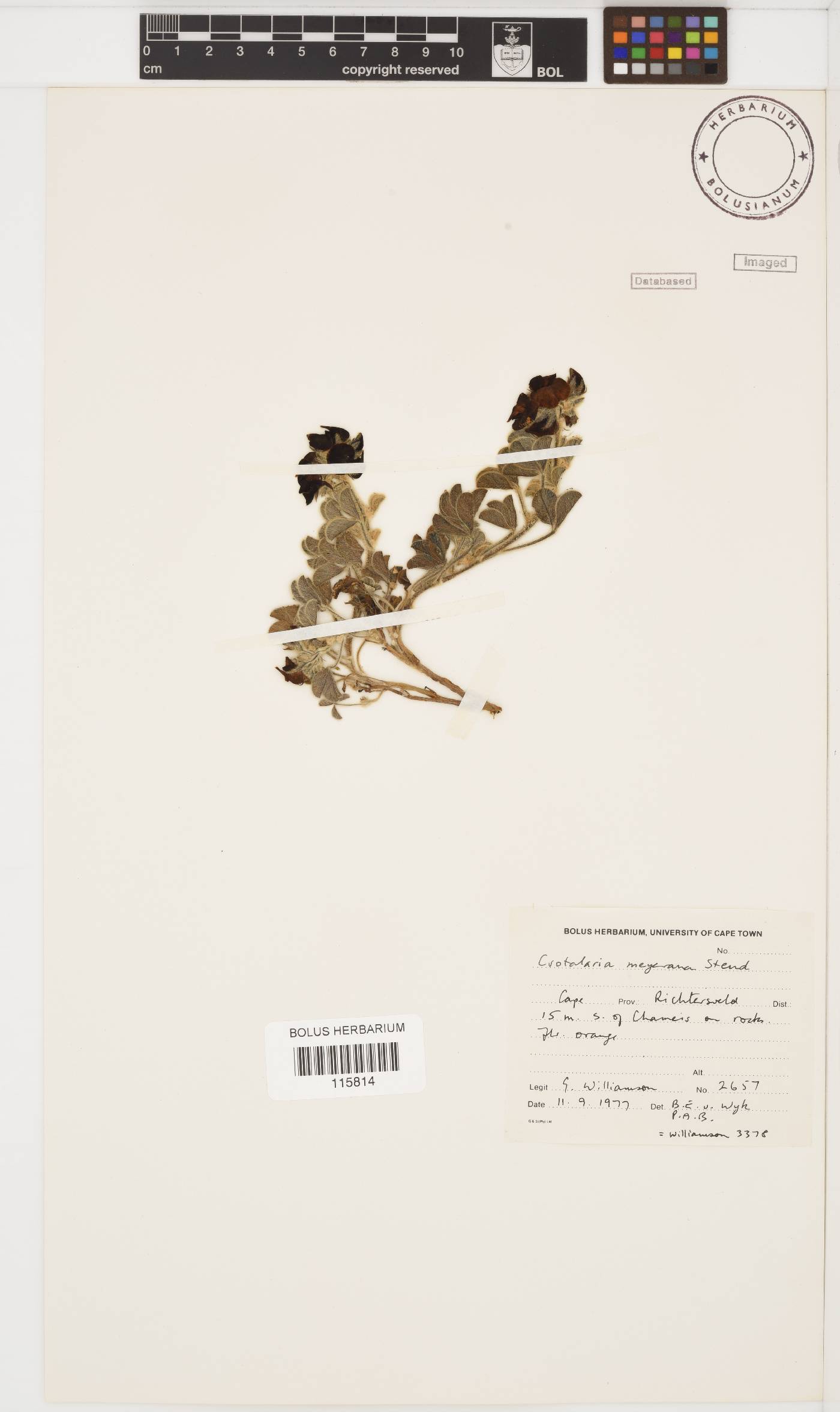 Crotalaria meyeriana image