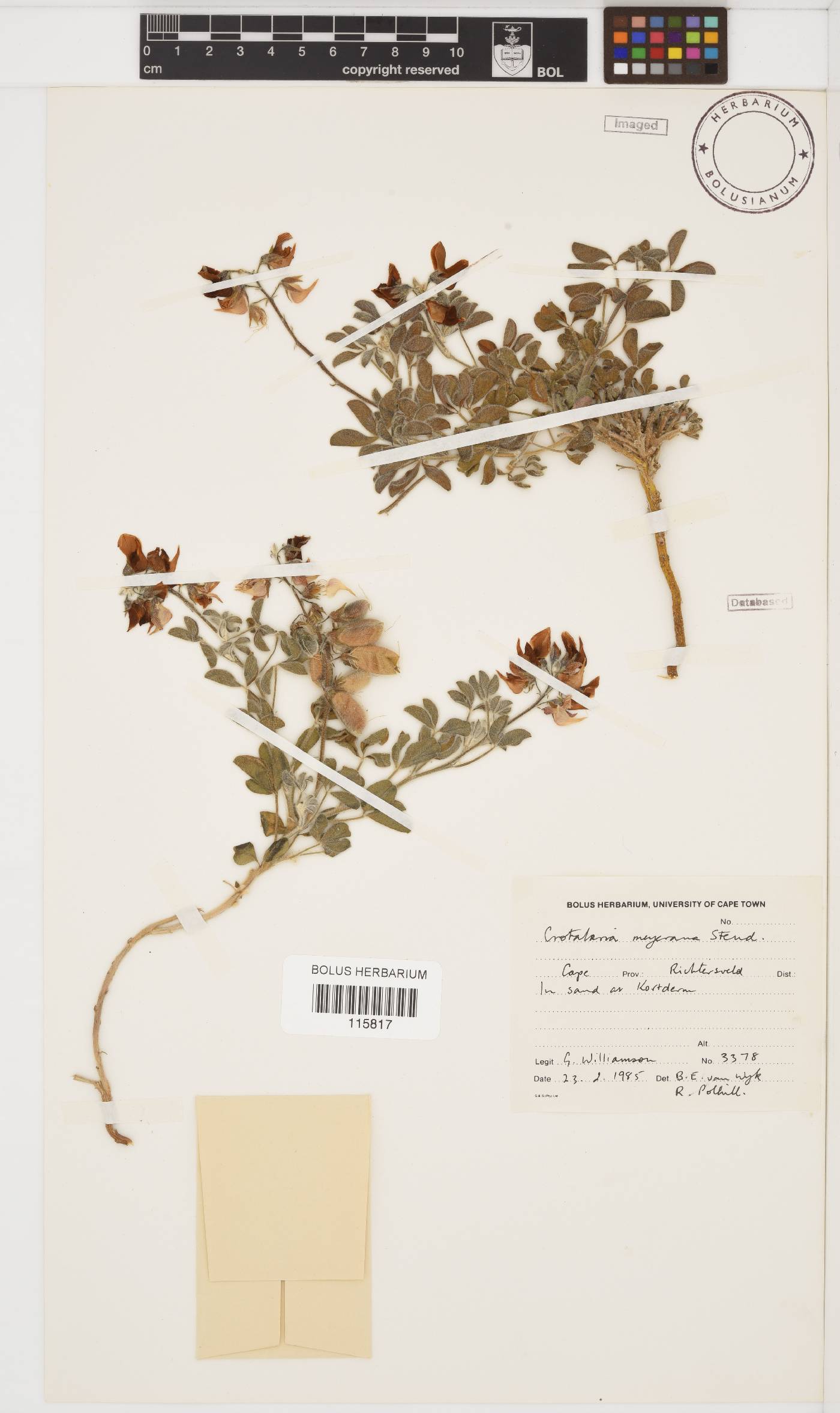 Crotalaria meyeriana image