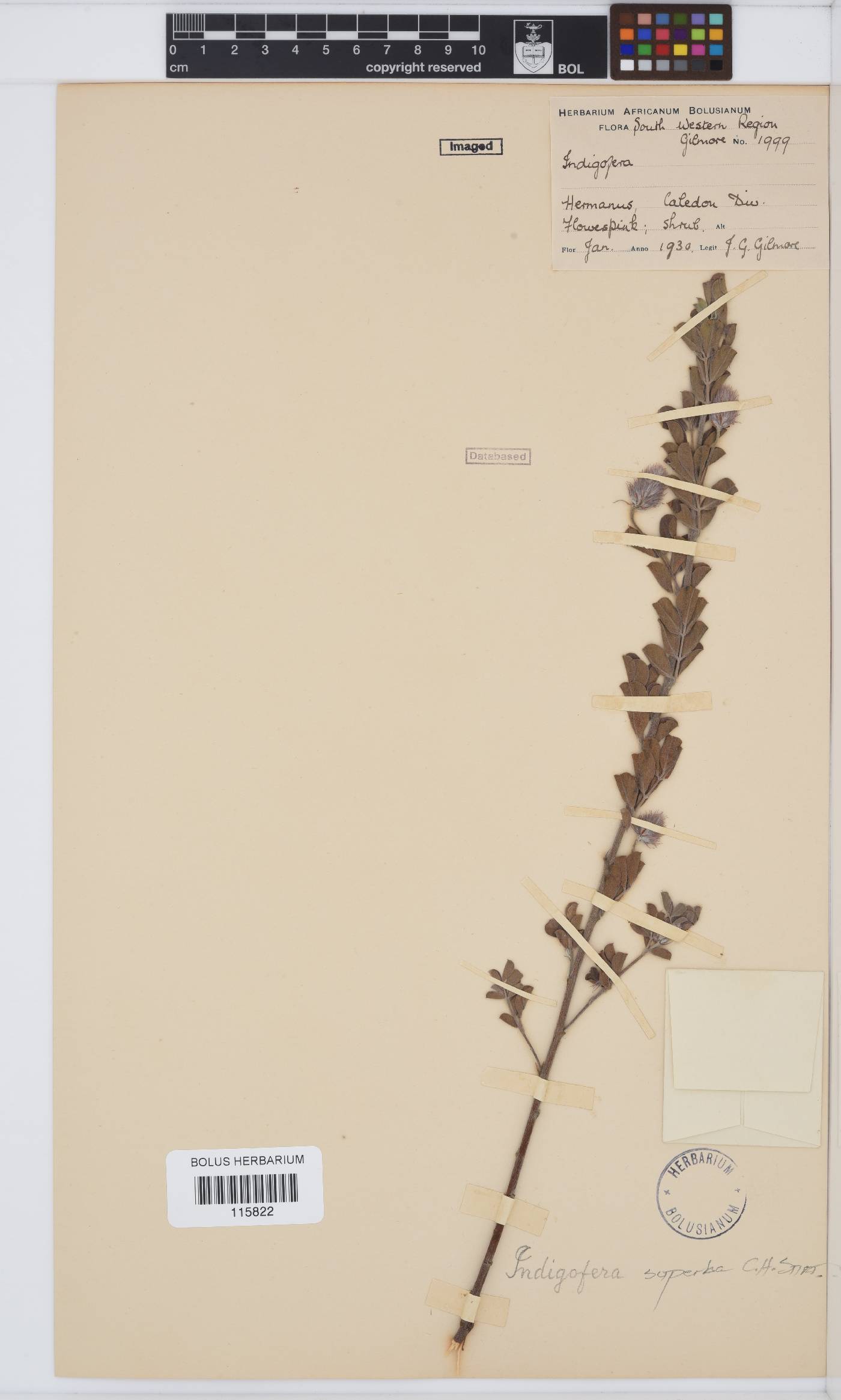 Indigofera superba image