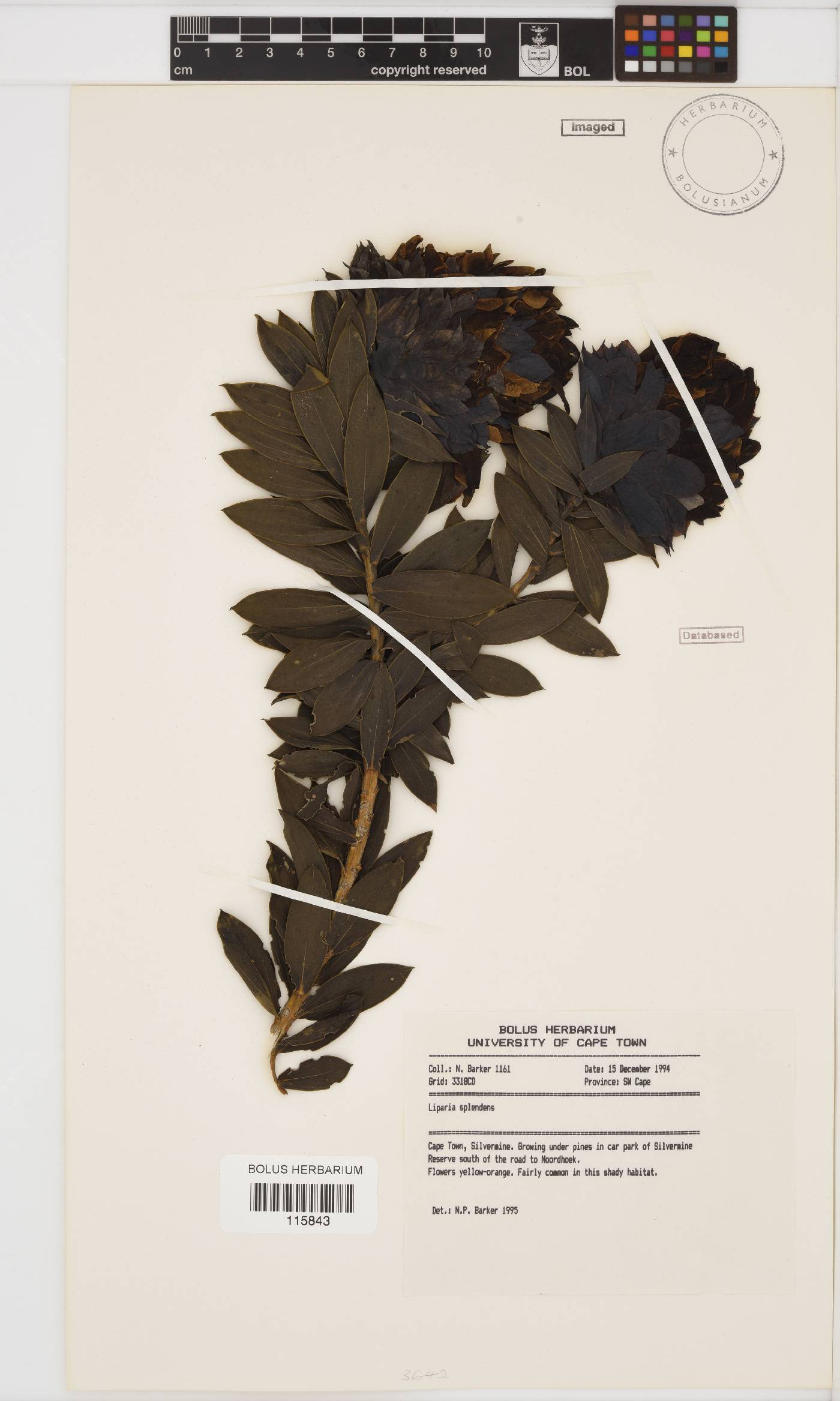 Liparia splendens subsp. splendens image