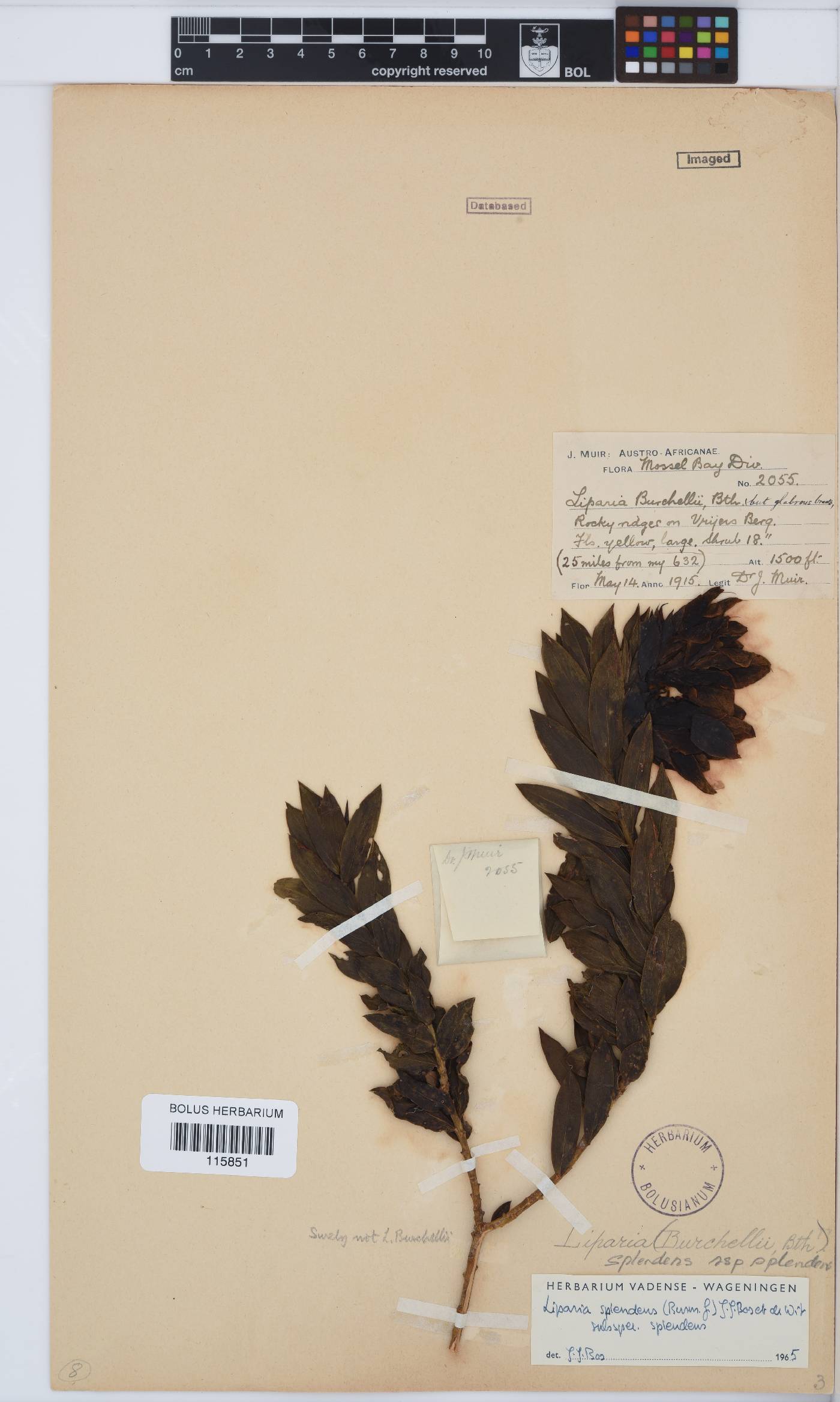 Liparia splendens image