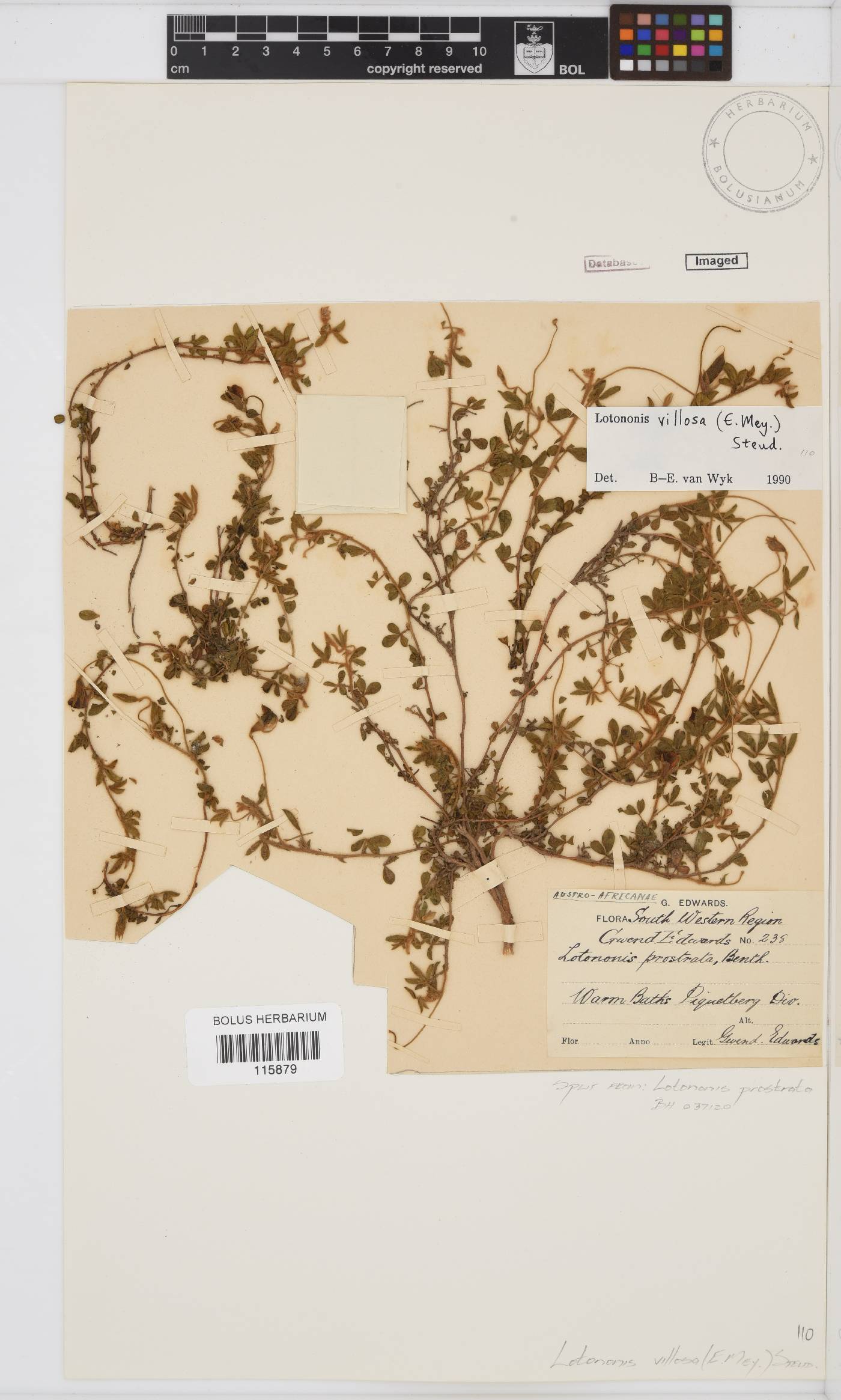 Lotononis villosa image