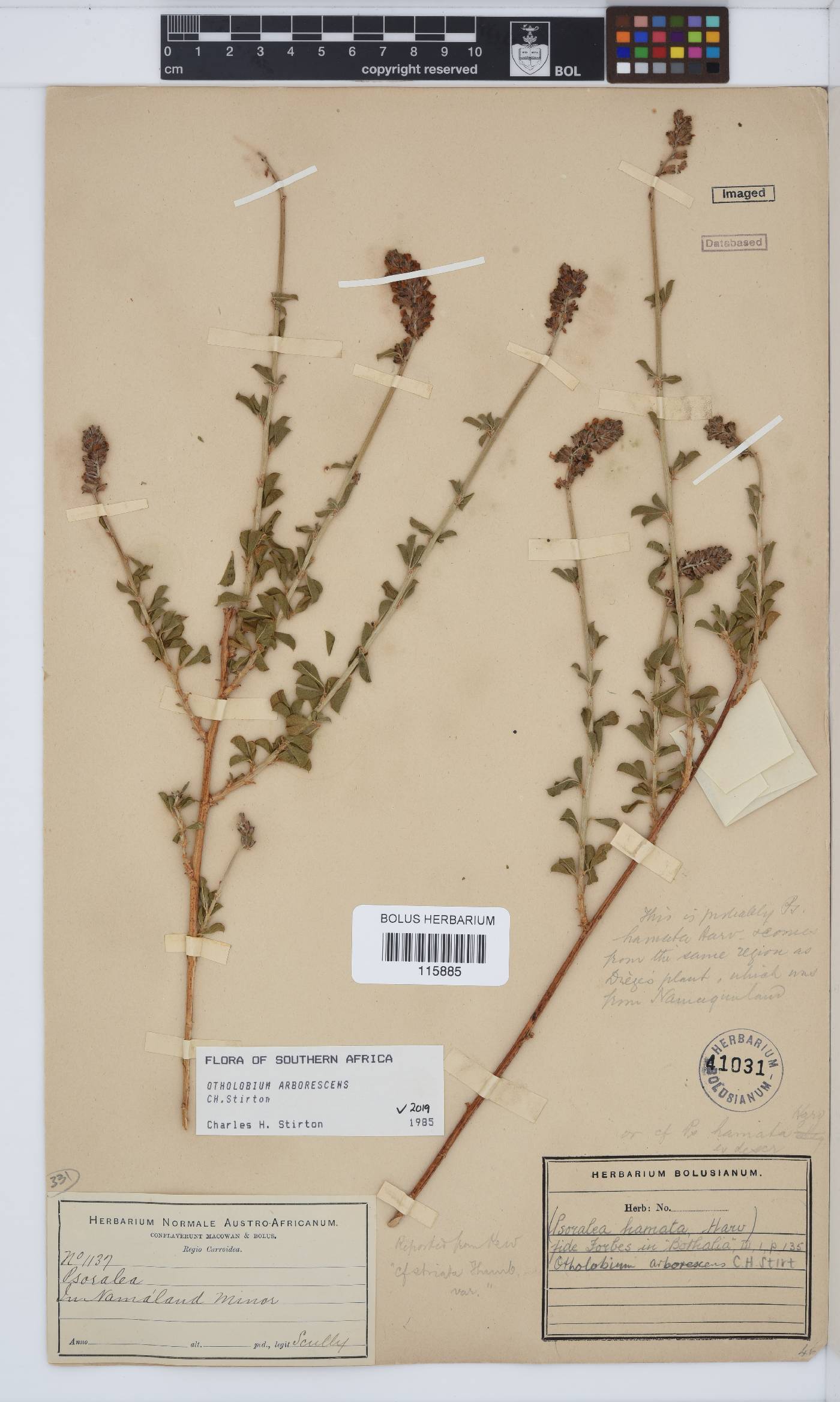 Otholobium arborescens image