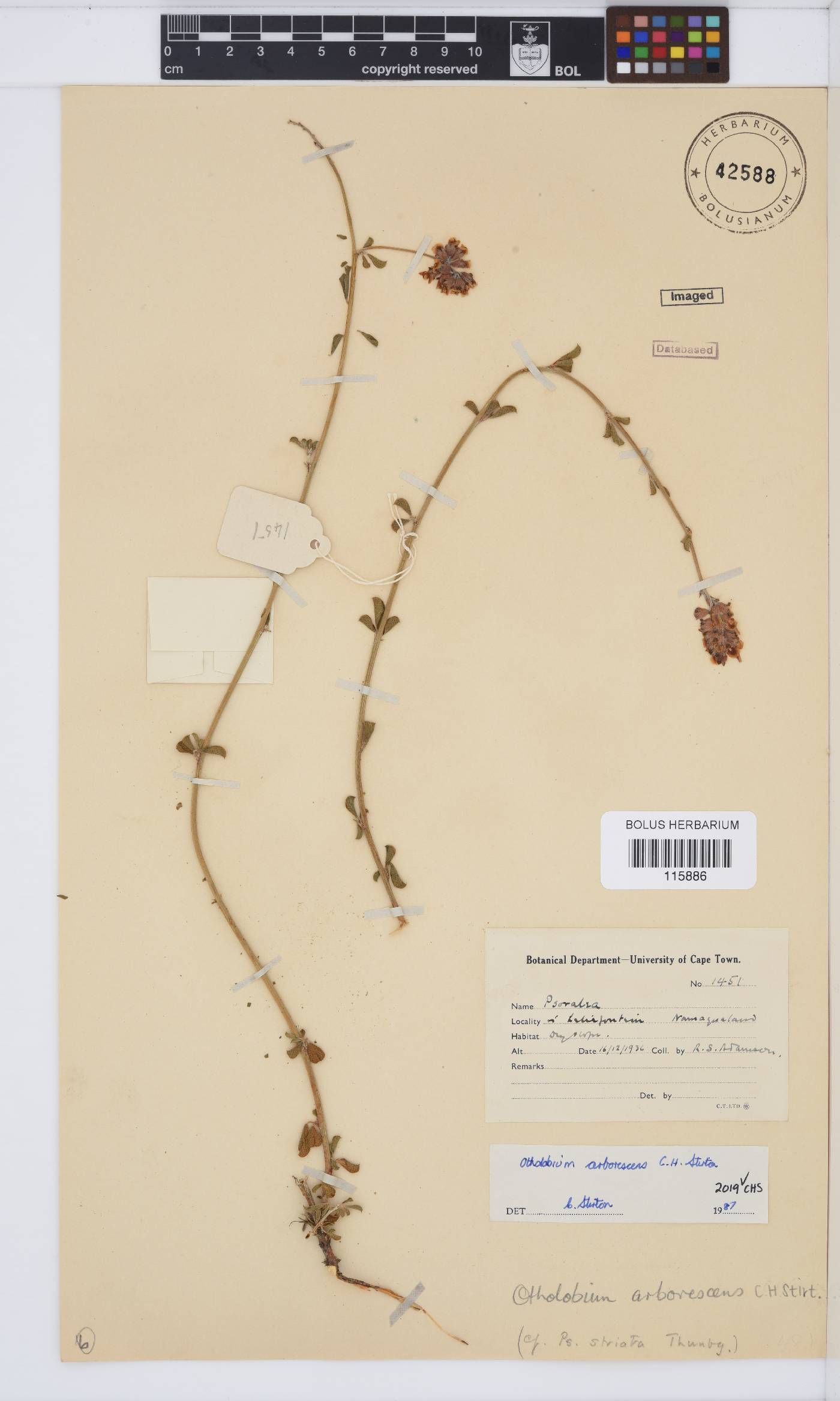 Otholobium arborescens image