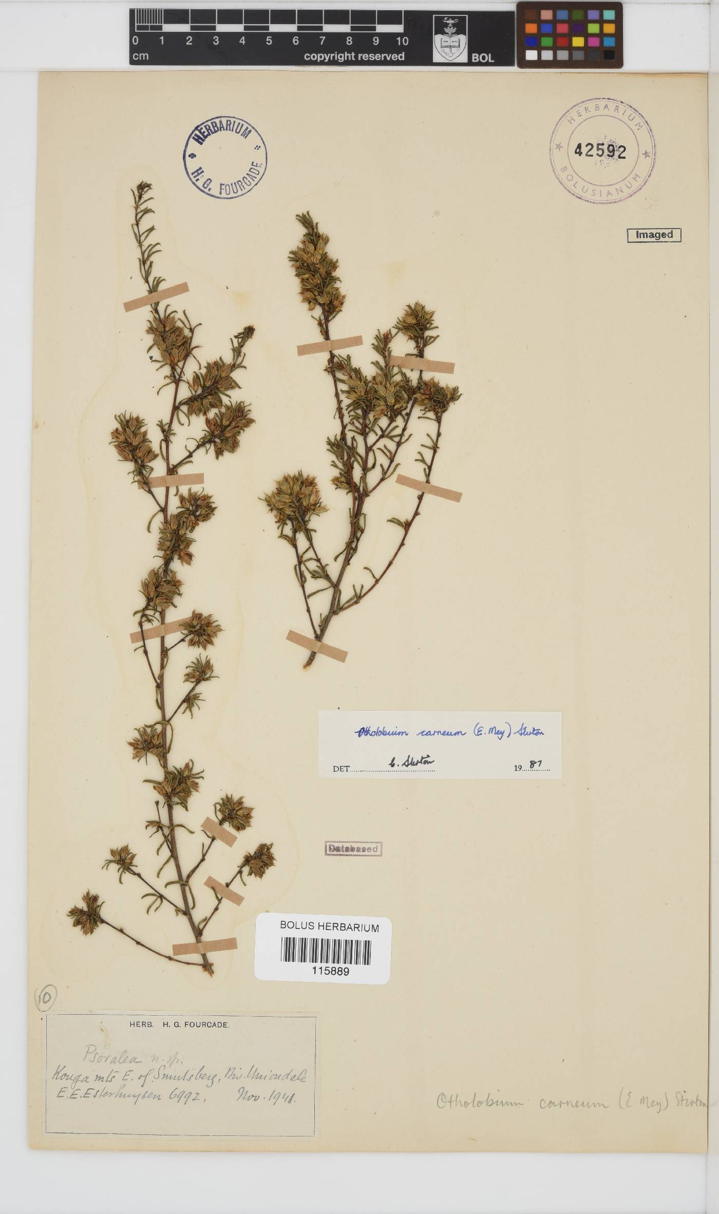 Otholobium carneum image