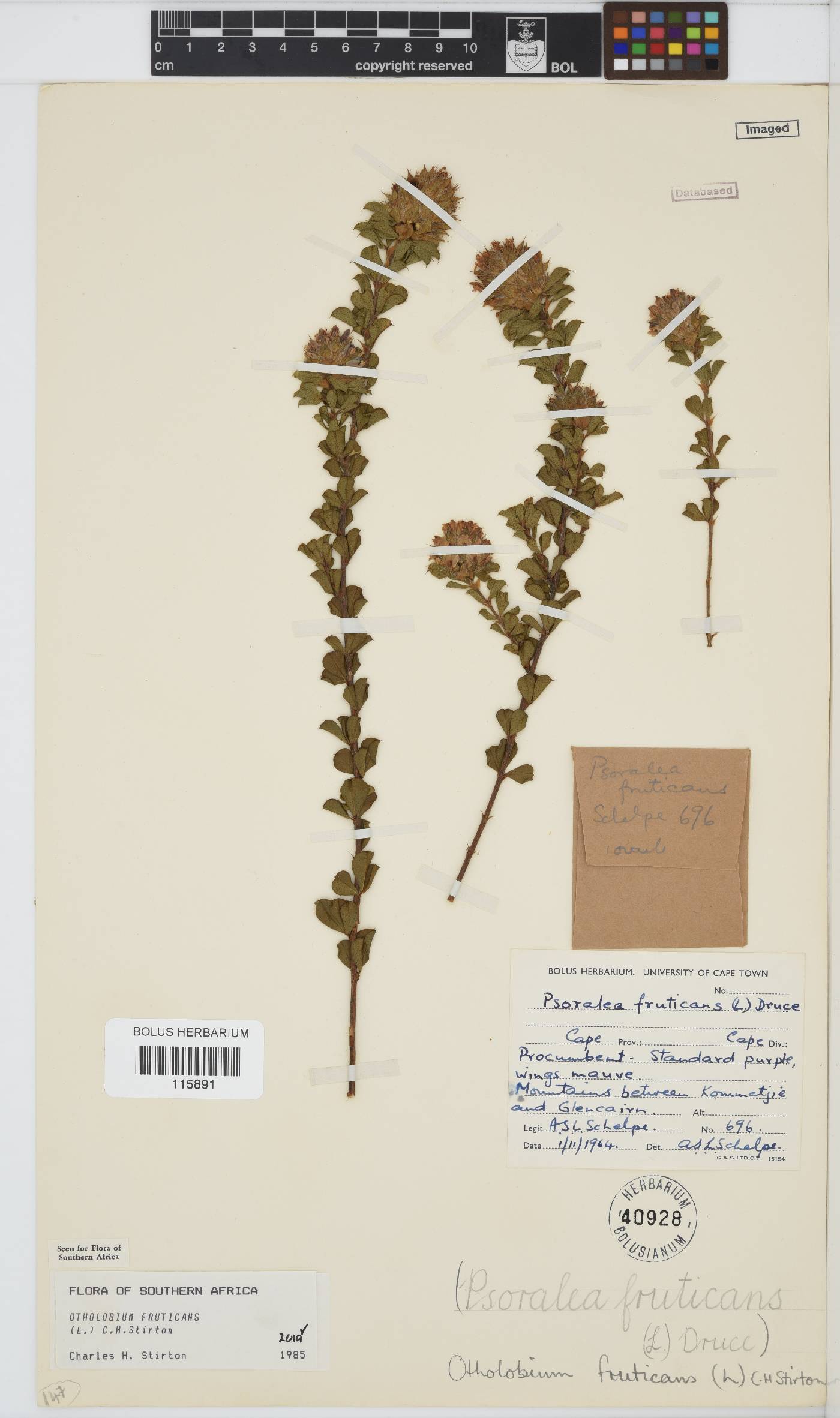 Otholobium fruticans image