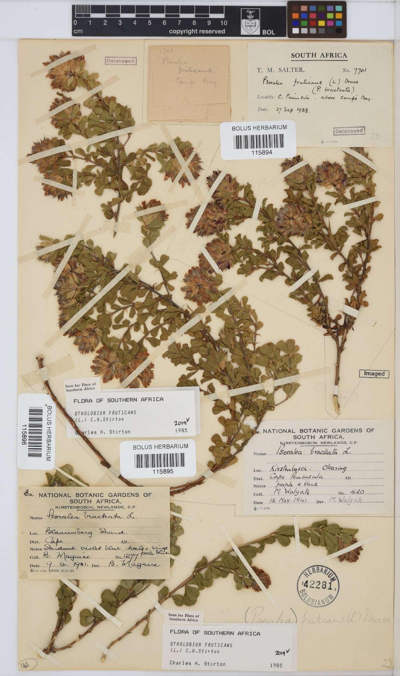 Otholobium fruticans image