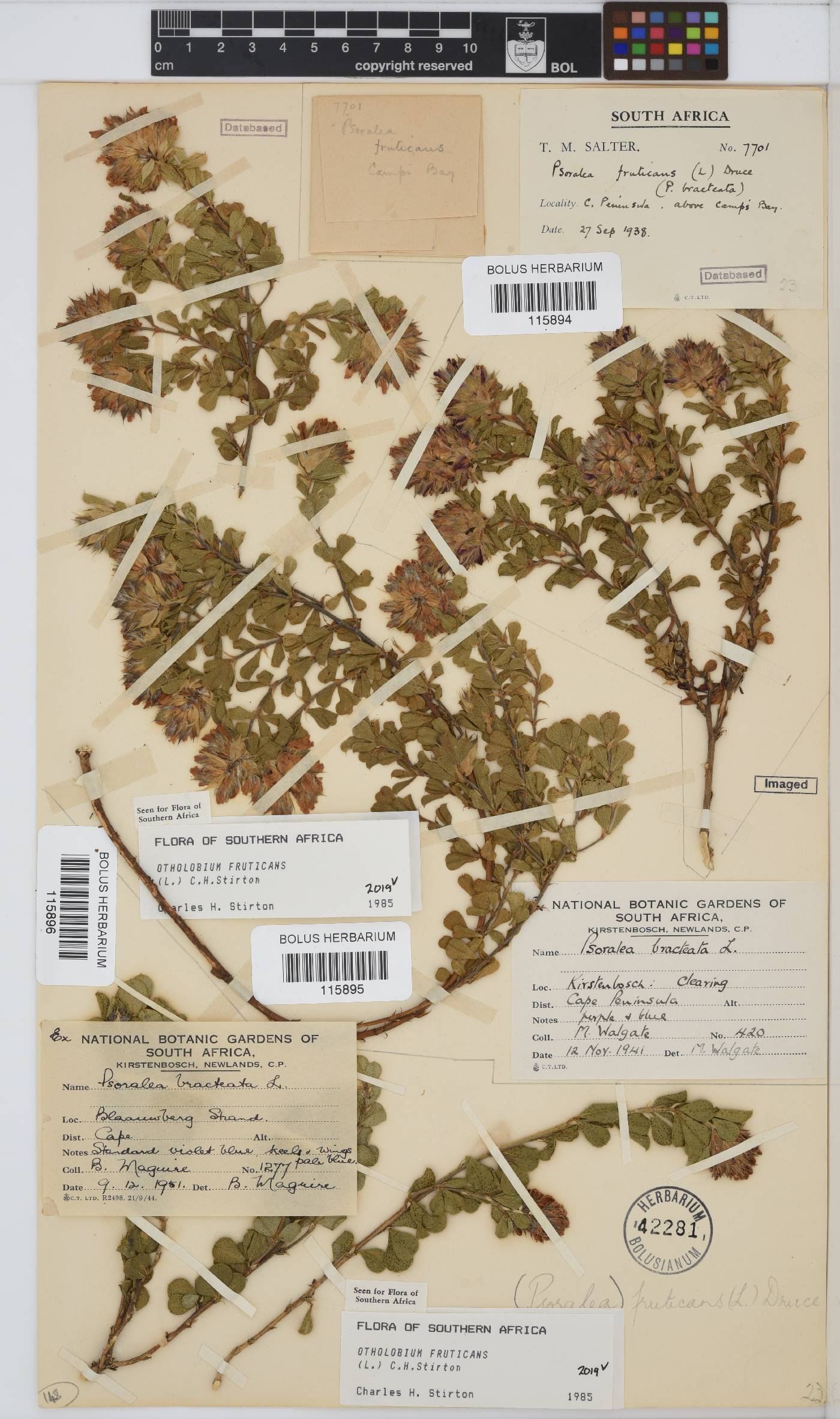 Otholobium fruticans image