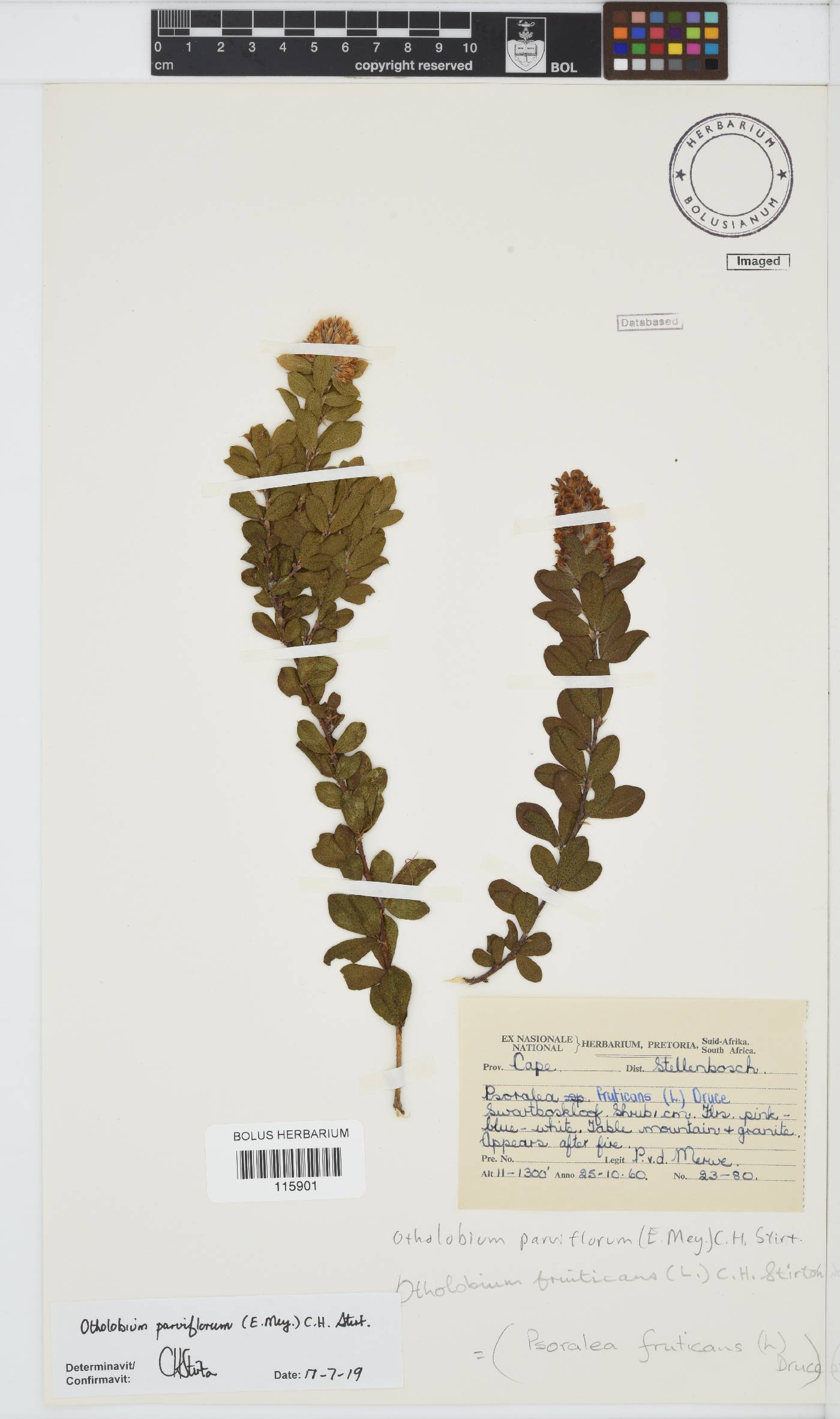 Otholobium image
