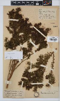Psoralea aculeata image