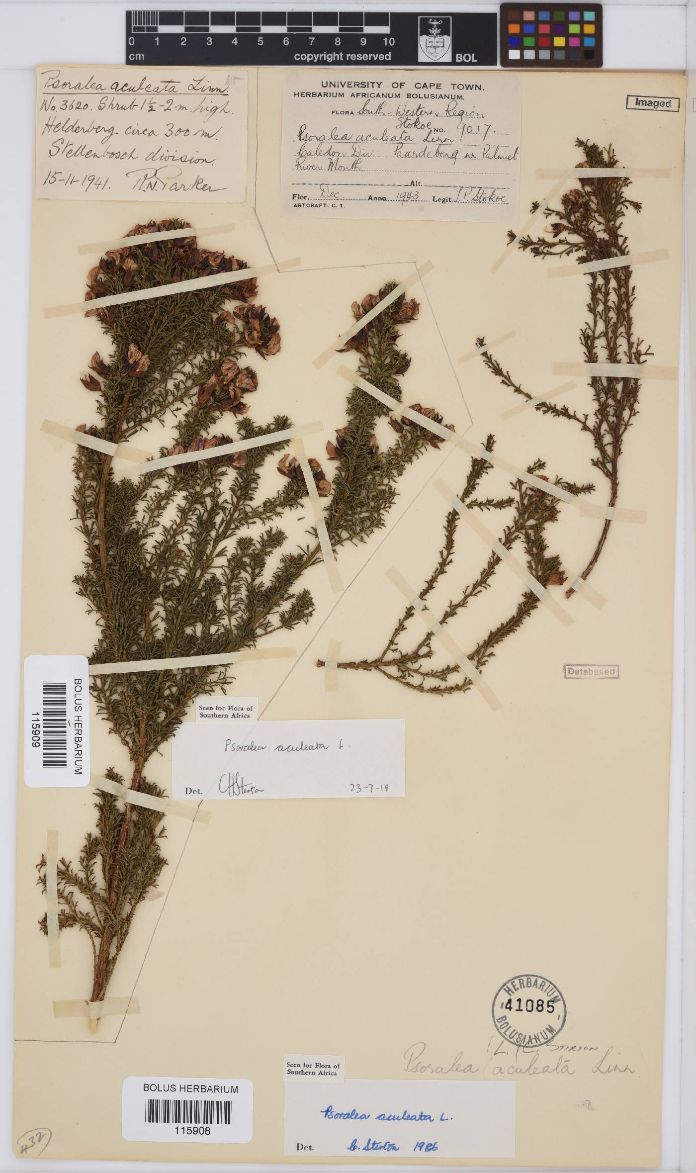 Psoralea aculeata image
