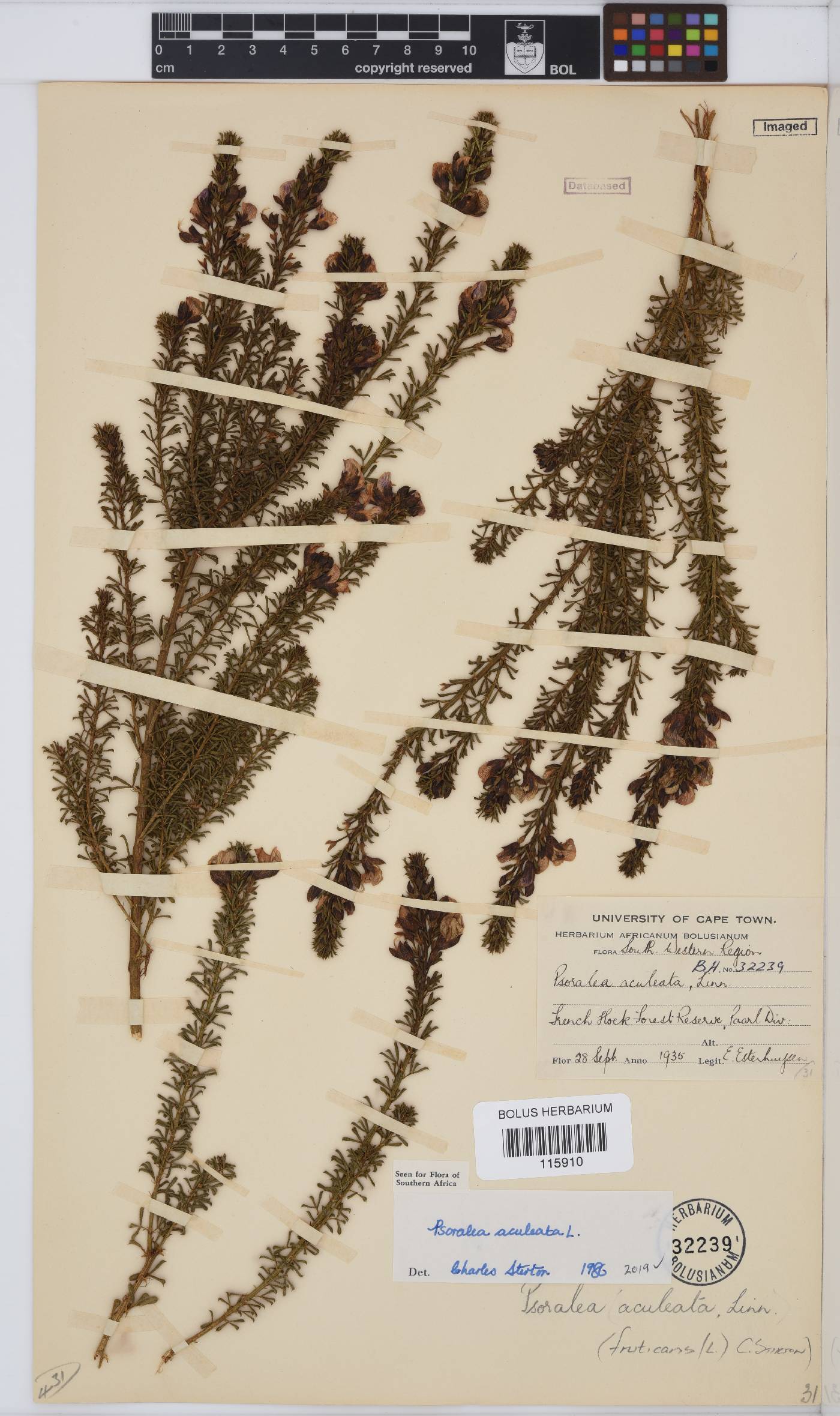 Psoralea aculeata image