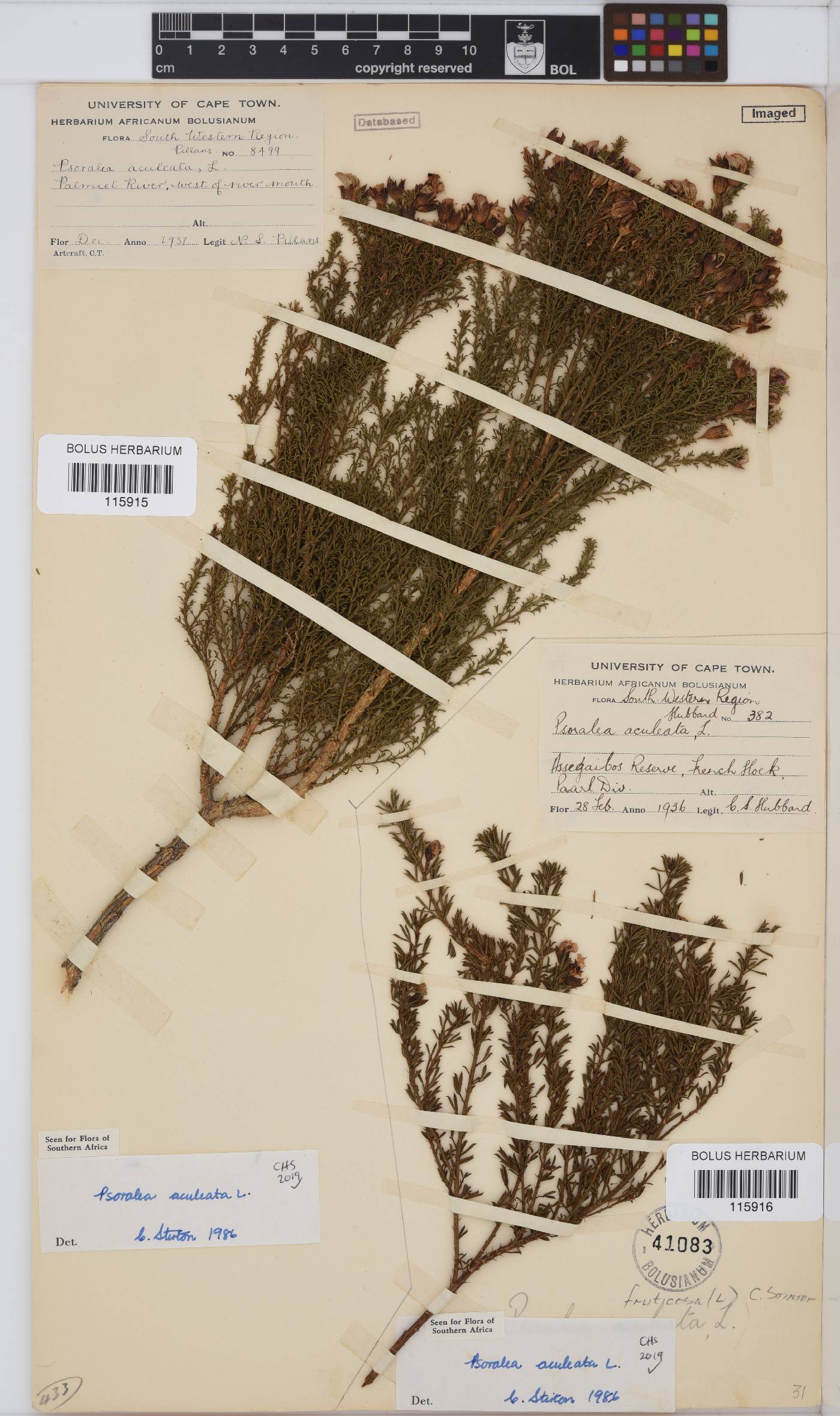 Psoralea aculeata image