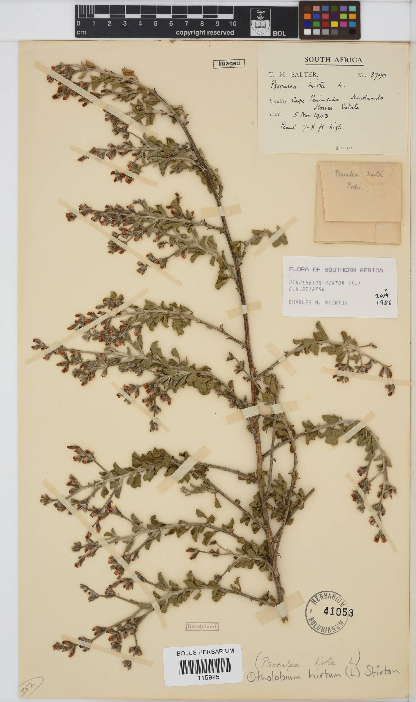 Otholobium hirtum image