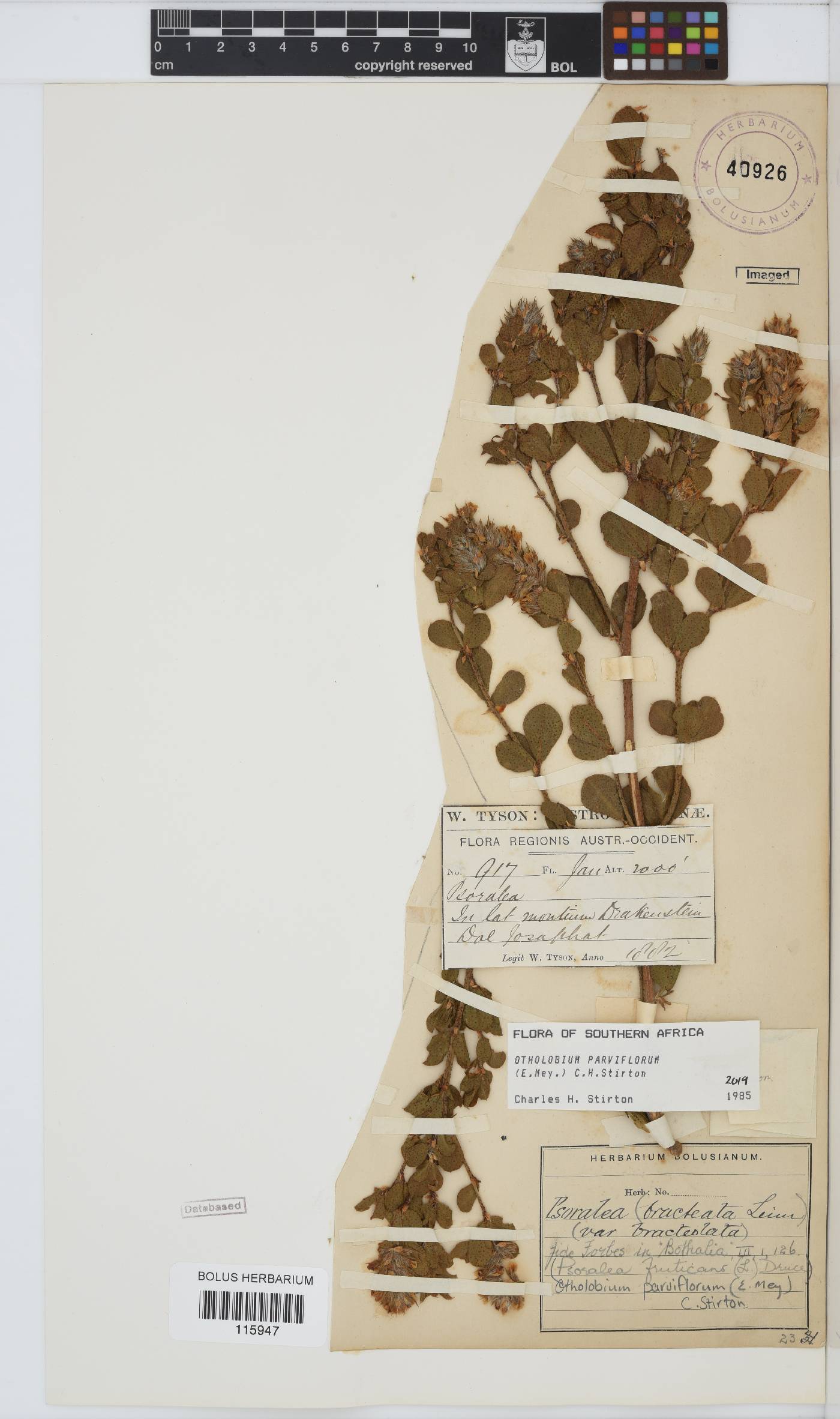 Otholobium parviflorum image