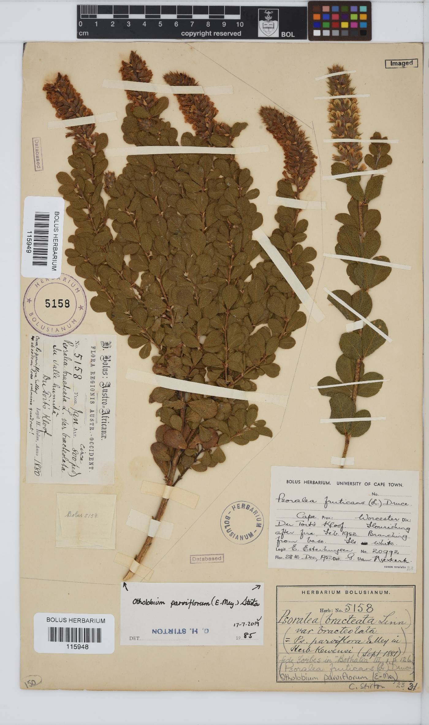 Otholobium parviflorum image