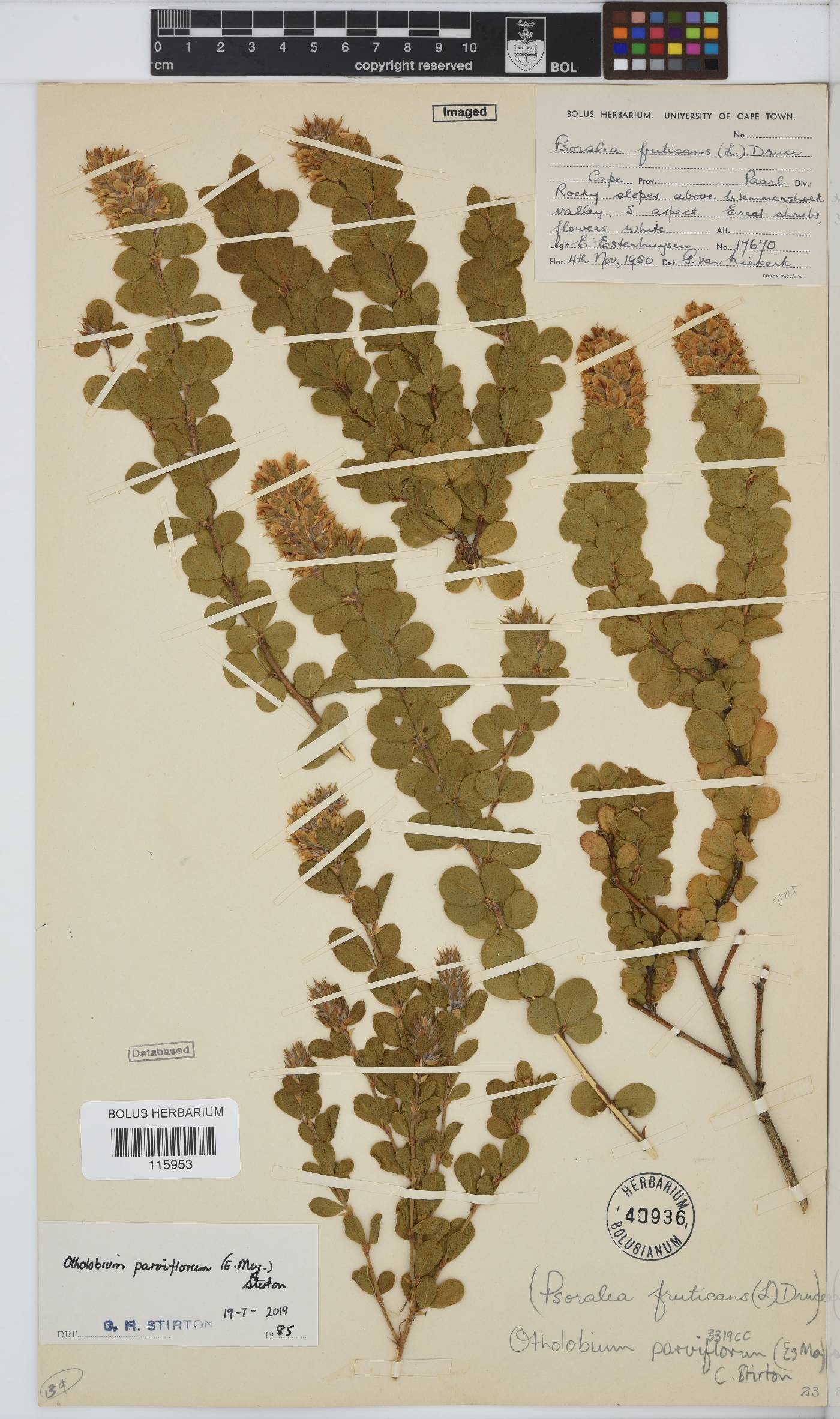 Otholobium parviflorum image