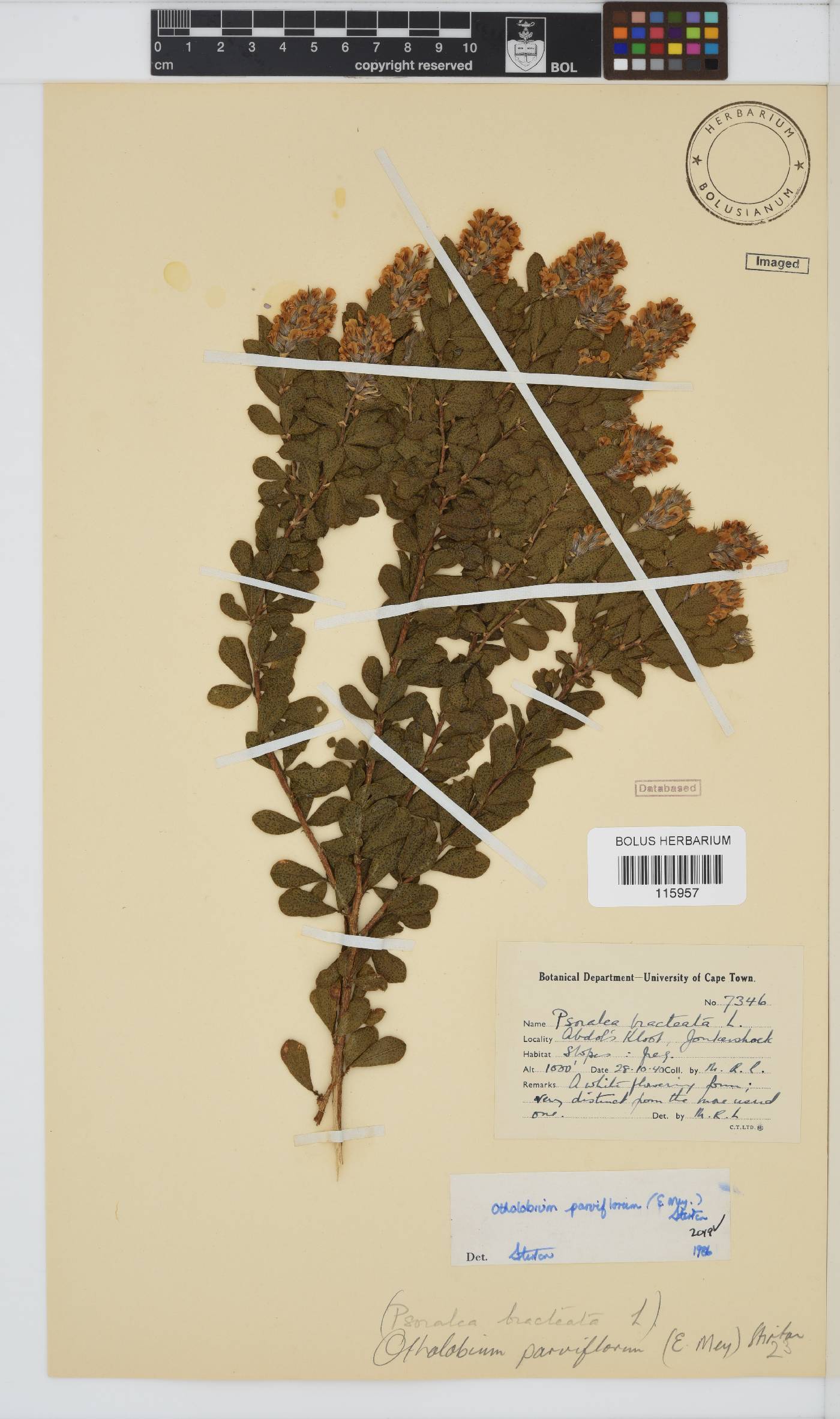 Otholobium parviflorum image