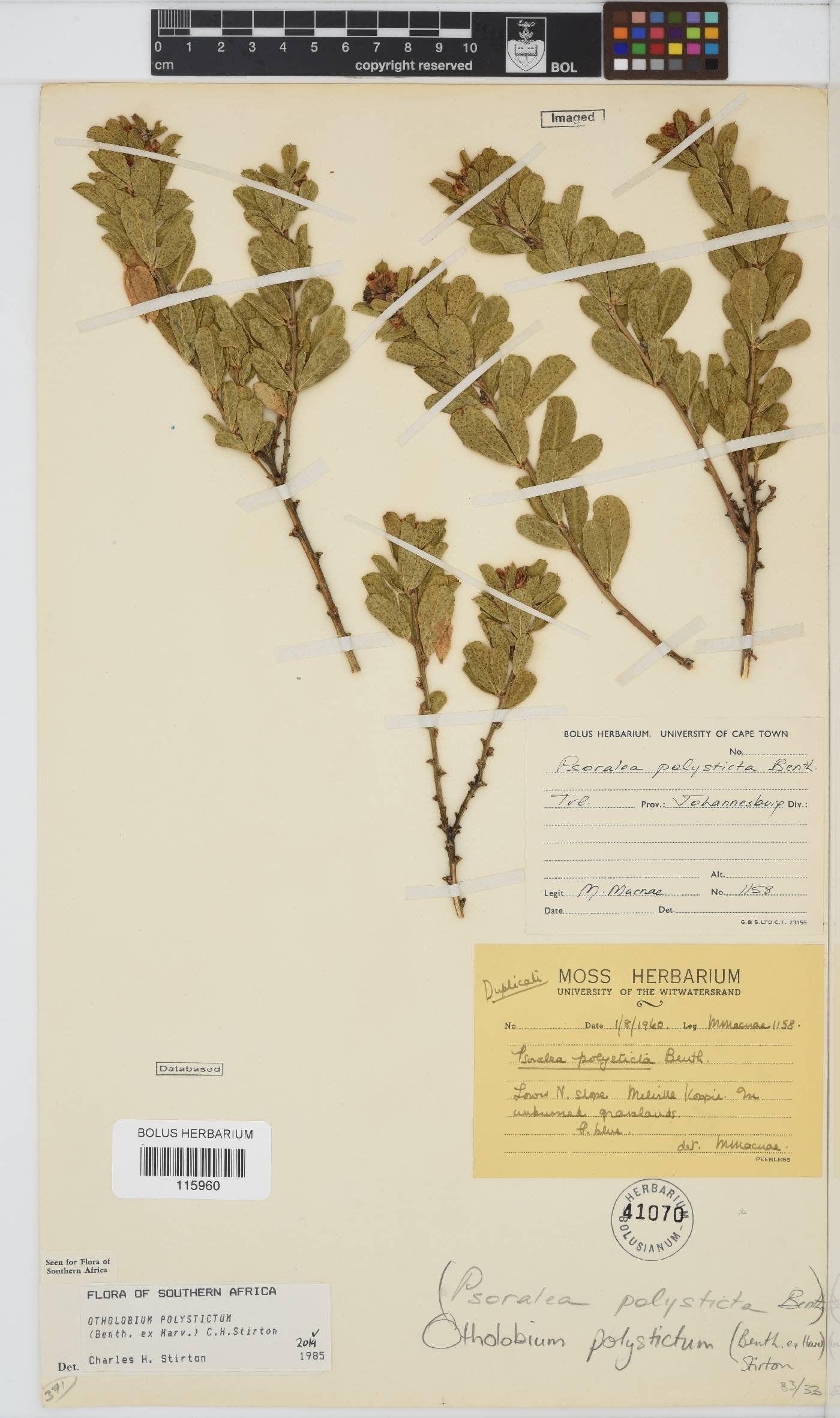 Otholobium polystictum image