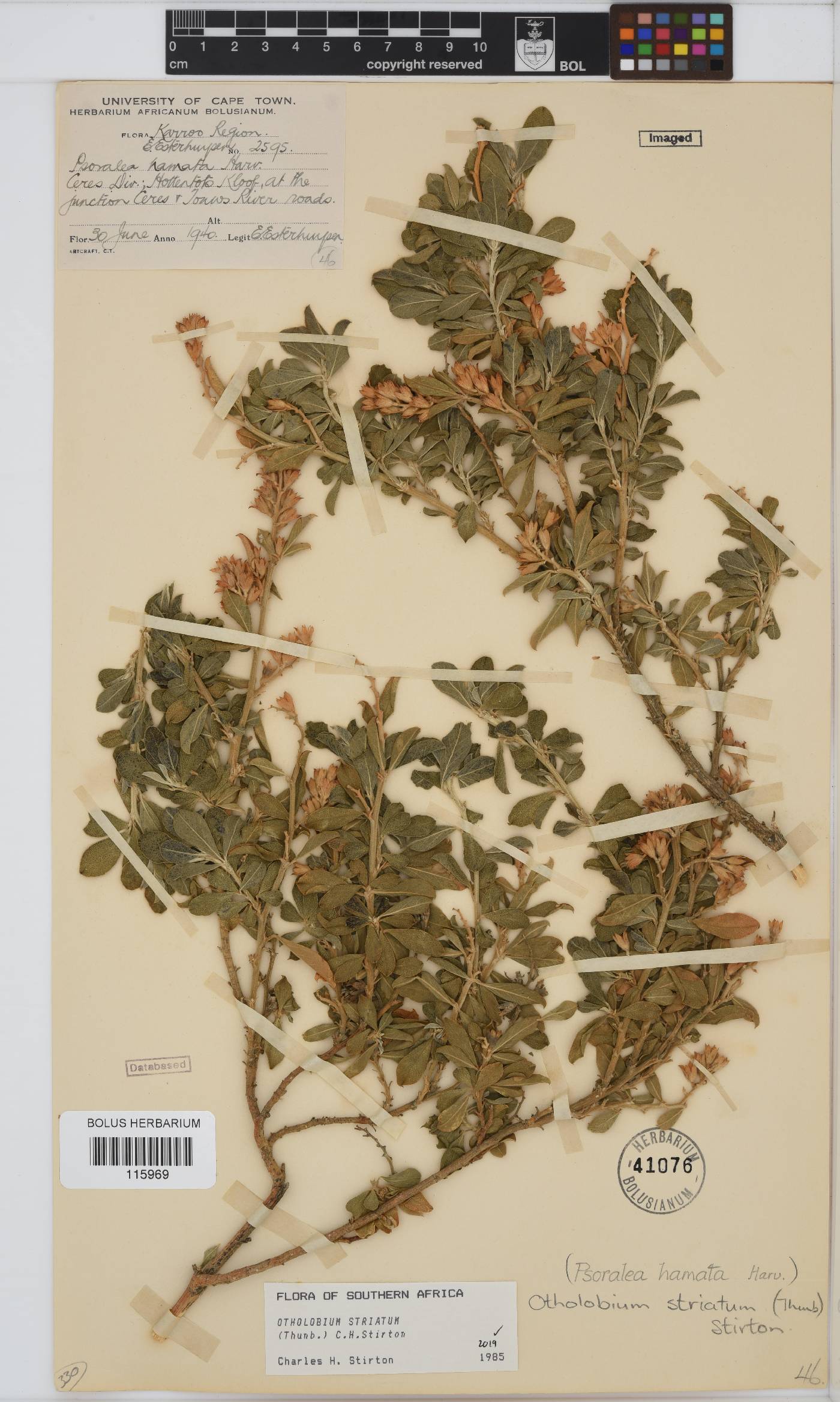 Otholobium striatum image