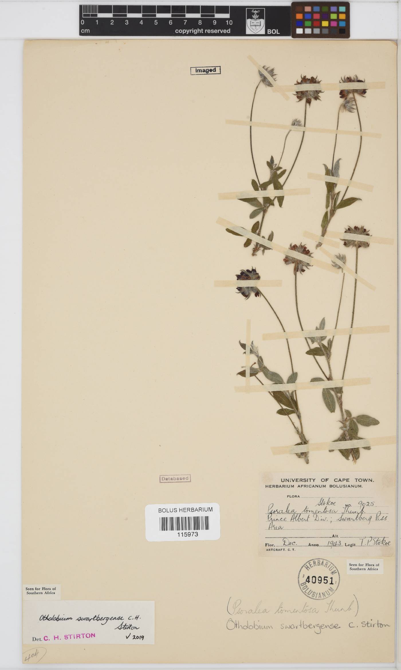 Otholobium swartbergense image