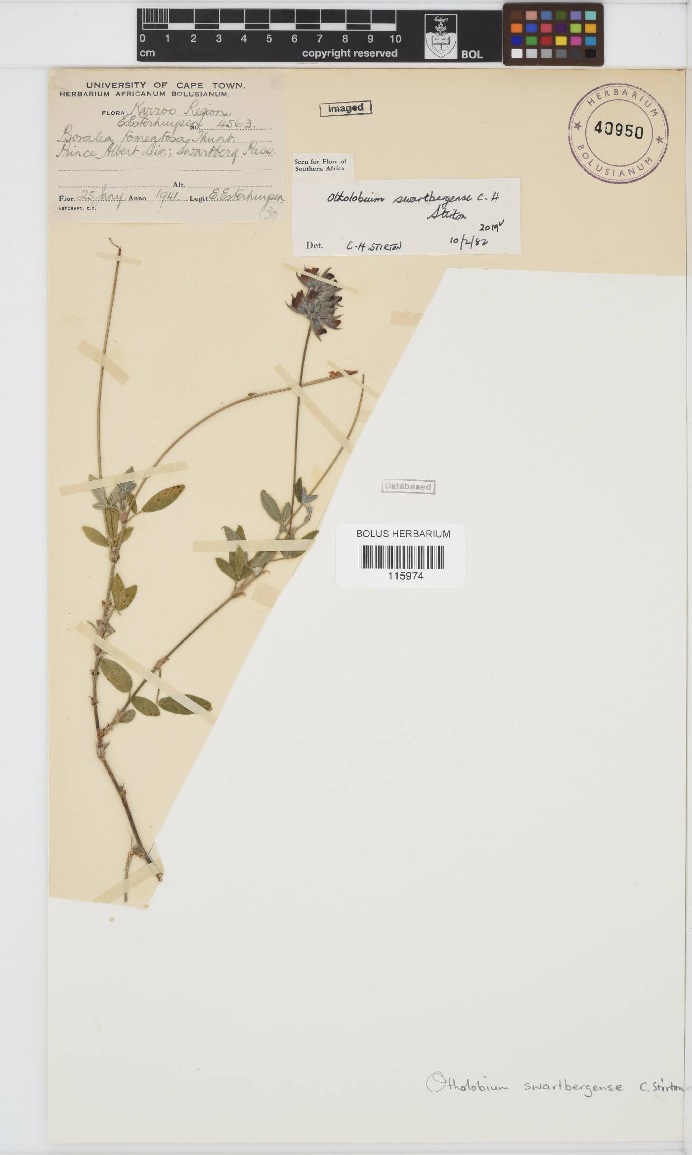 Otholobium swartbergense image