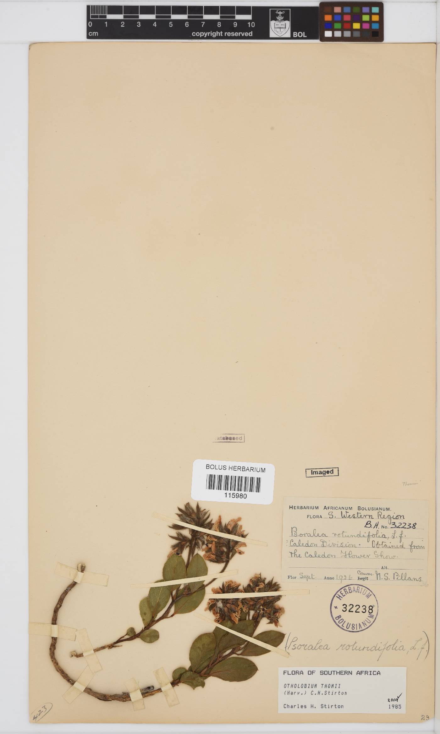 Otholobium thomii image