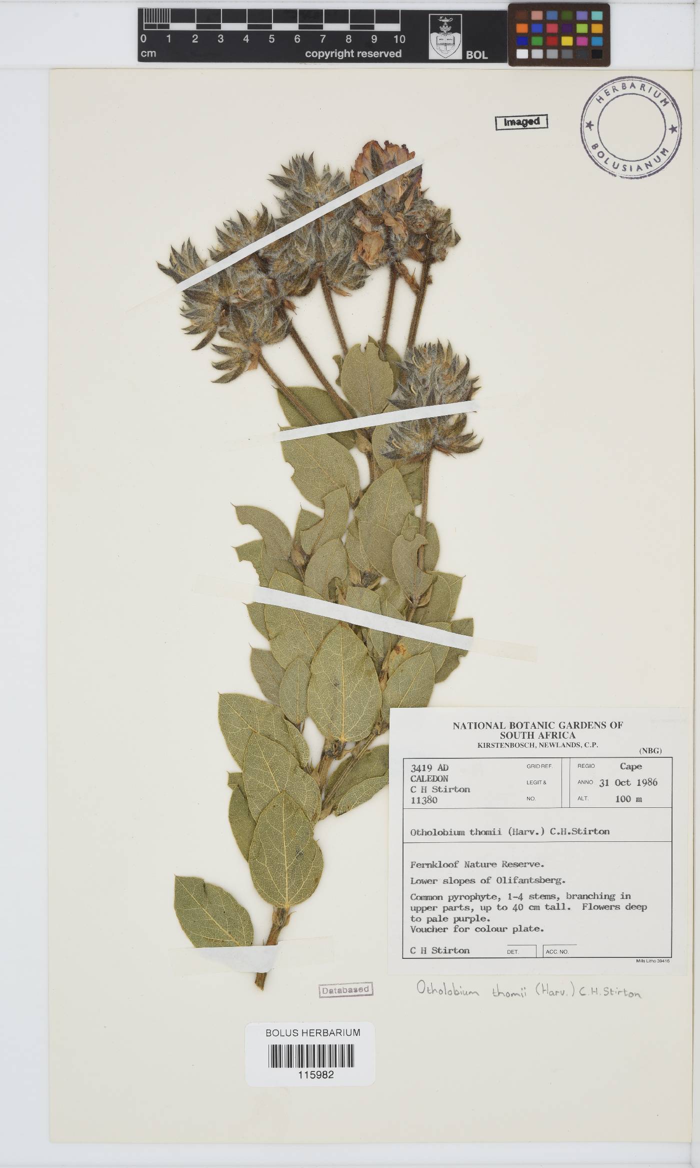 Otholobium thomii image