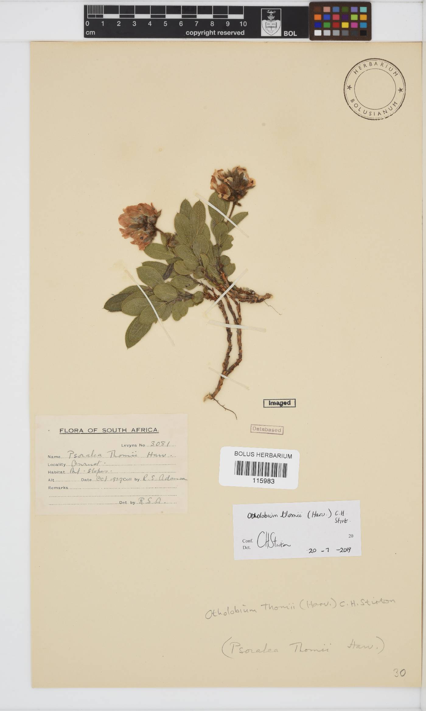 Otholobium thomii image
