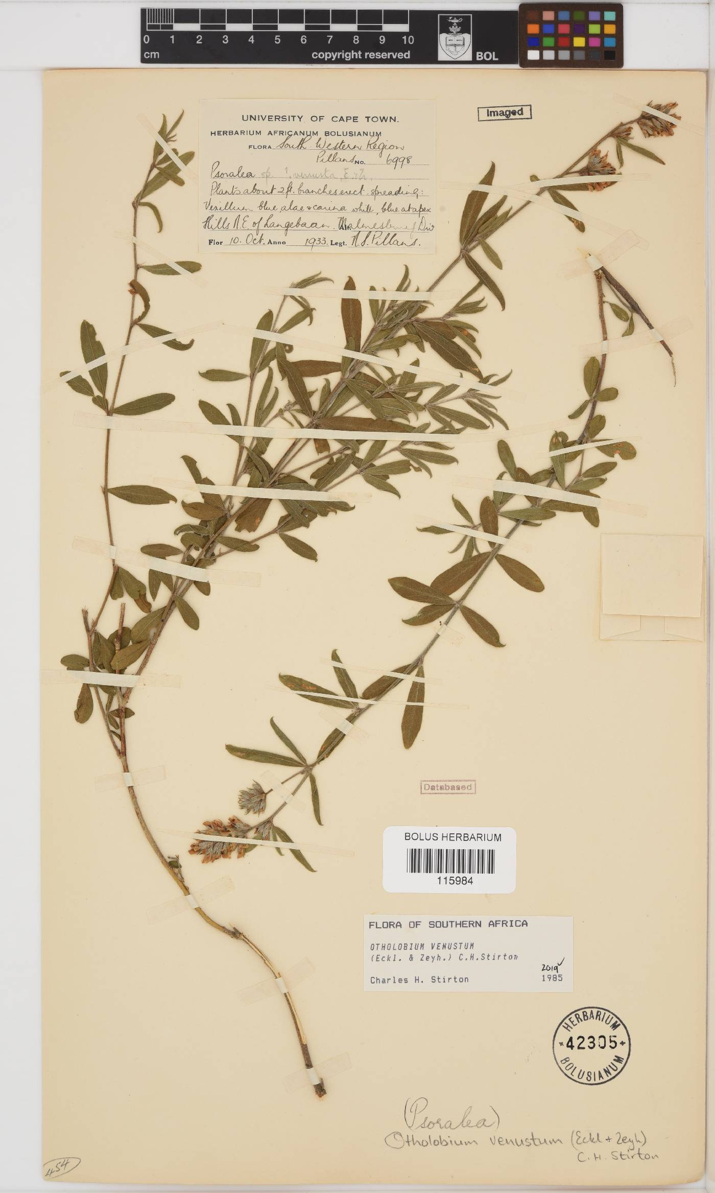 Otholobium venustum image
