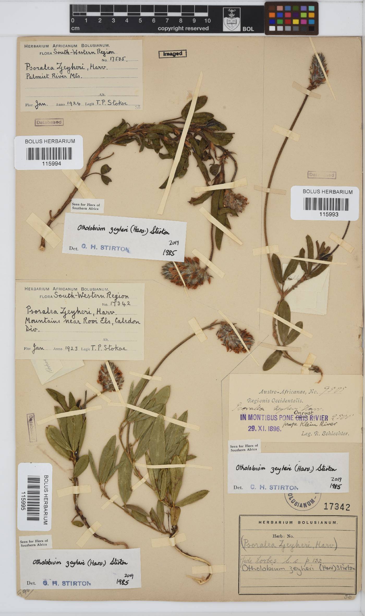 Otholobium zeyheri image