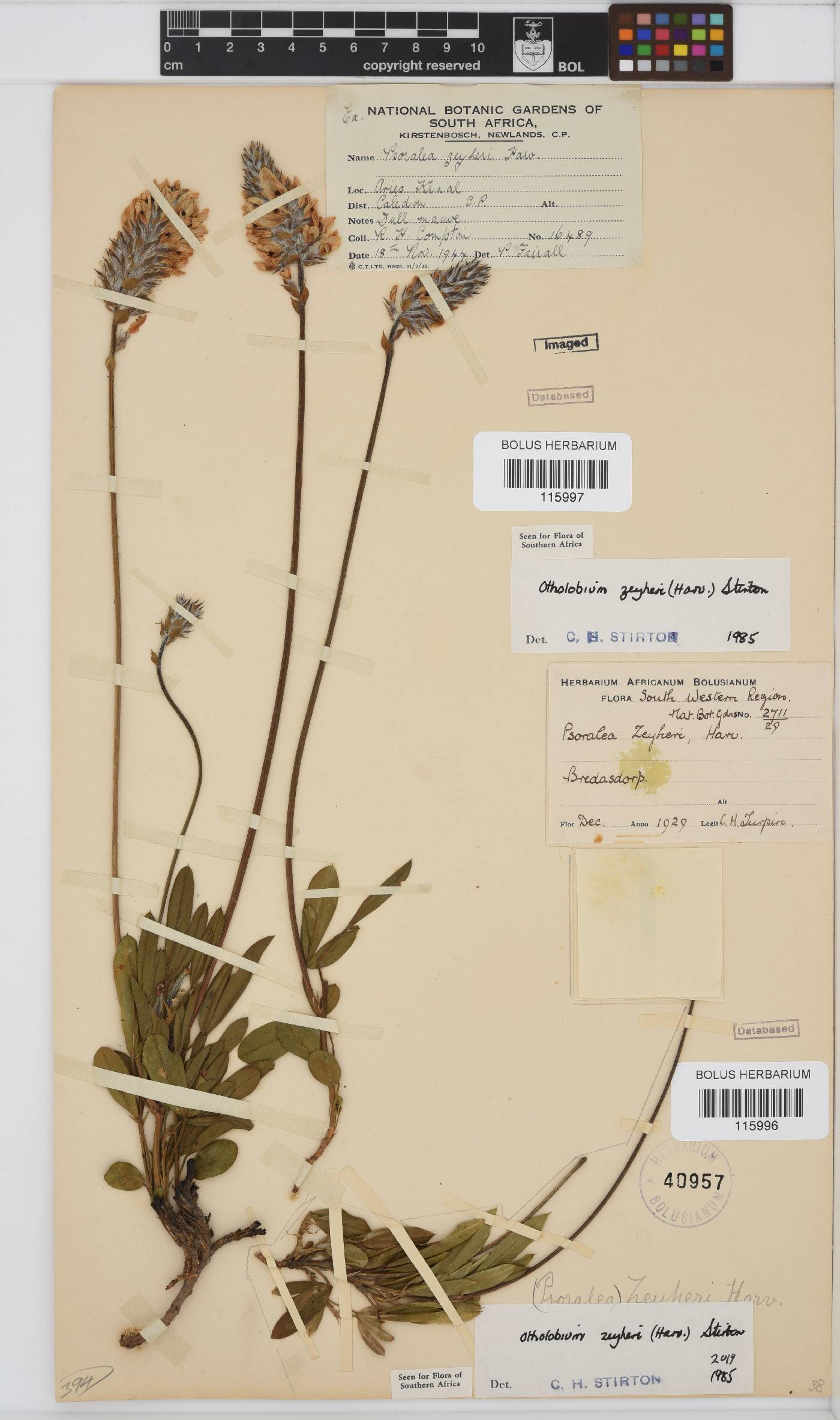 Otholobium zeyheri image
