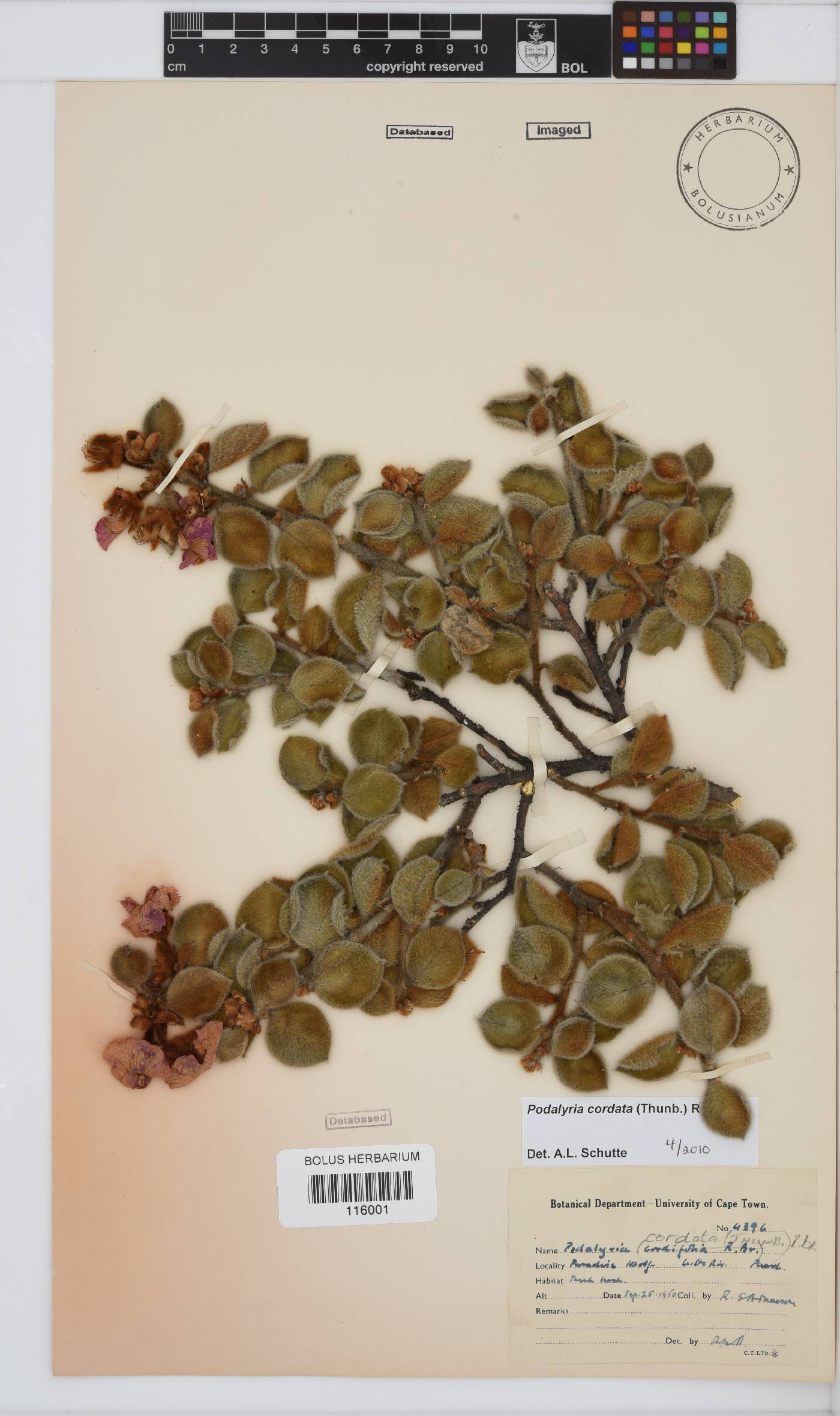 Podalyria cordata image