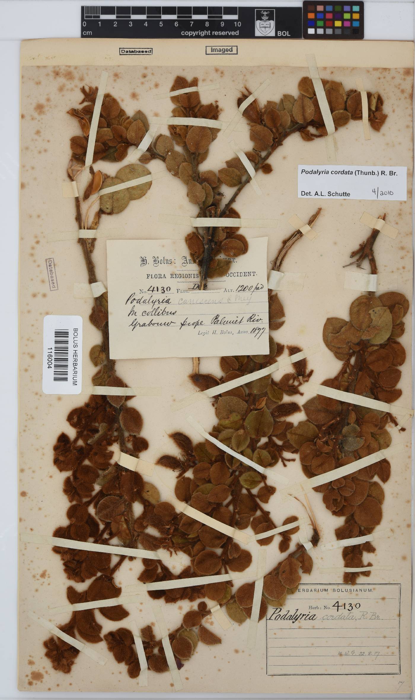 Podalyria cordata image