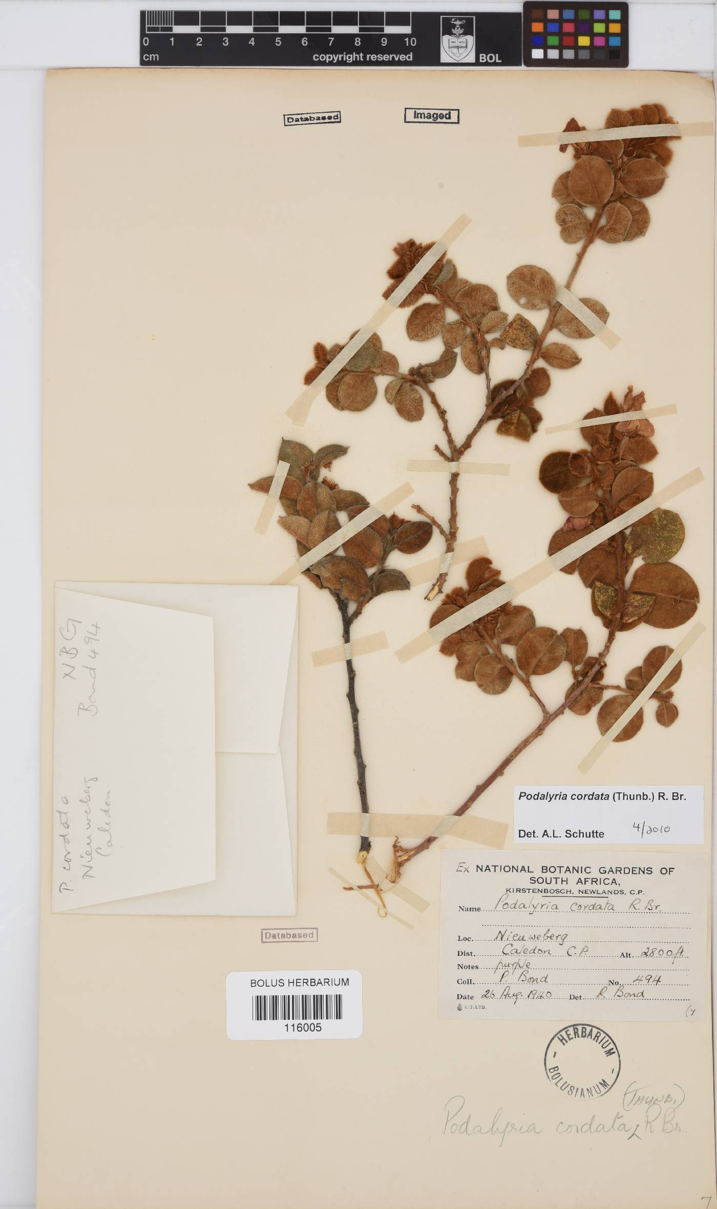 Podalyria cordata image