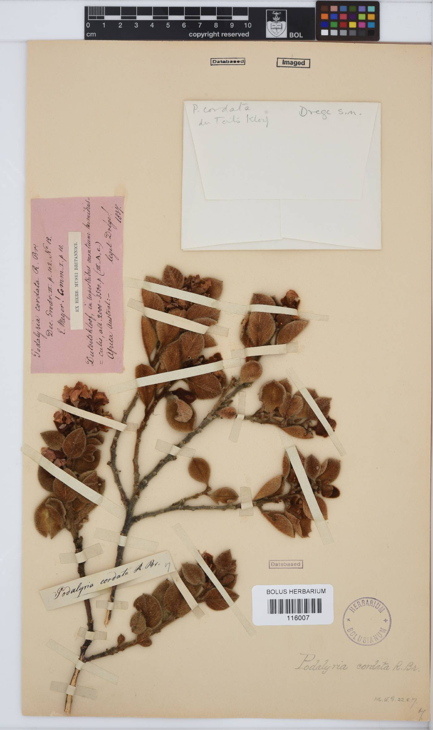 Podalyria cordata image