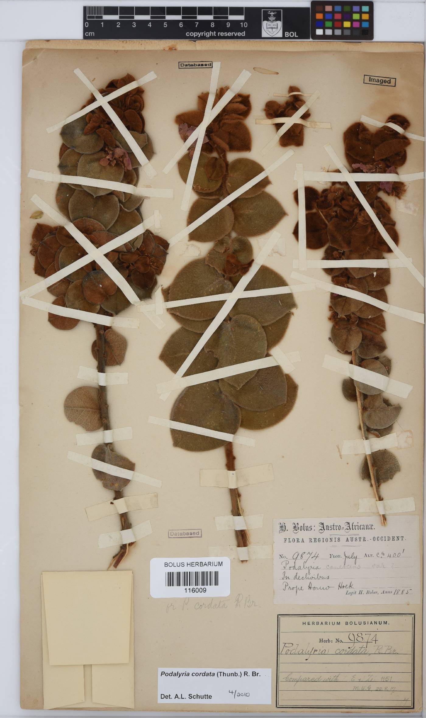 Podalyria cordata image