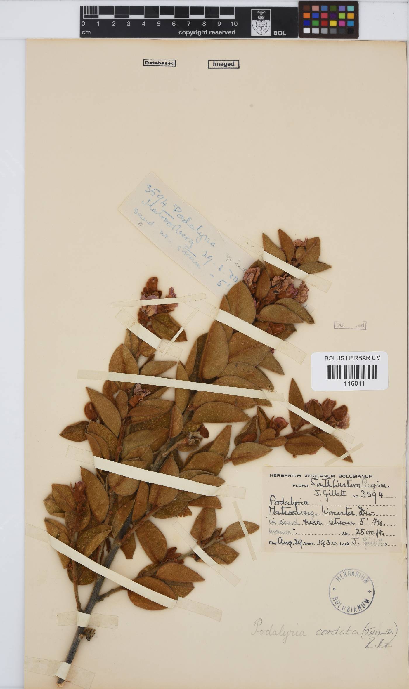 Podalyria cordata image