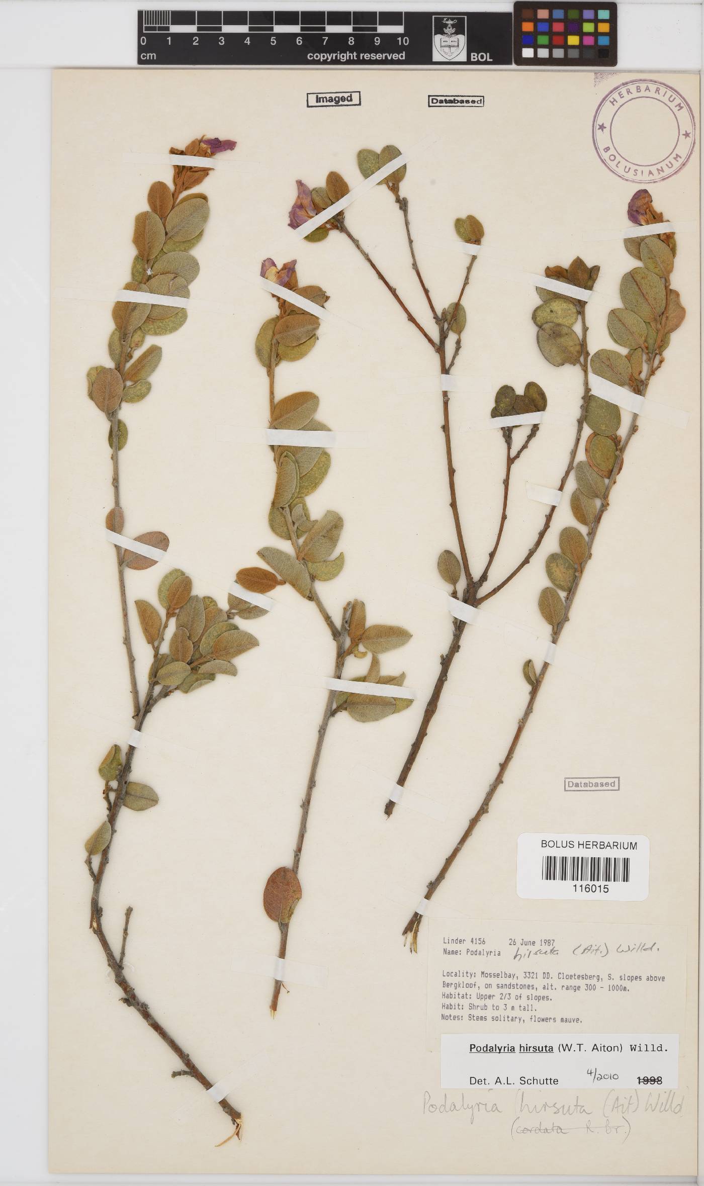 Podalyria hirsuta image