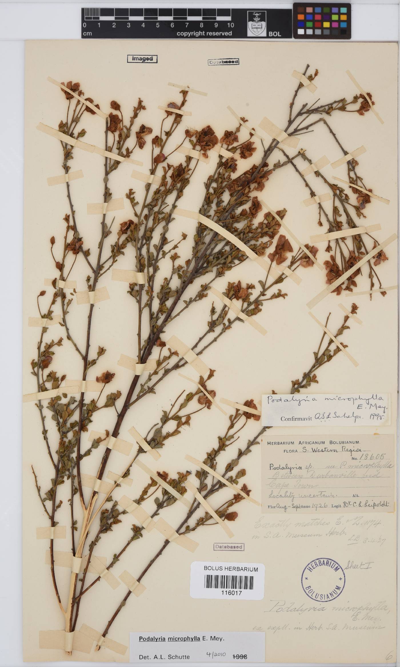 Podalyria microphylla image