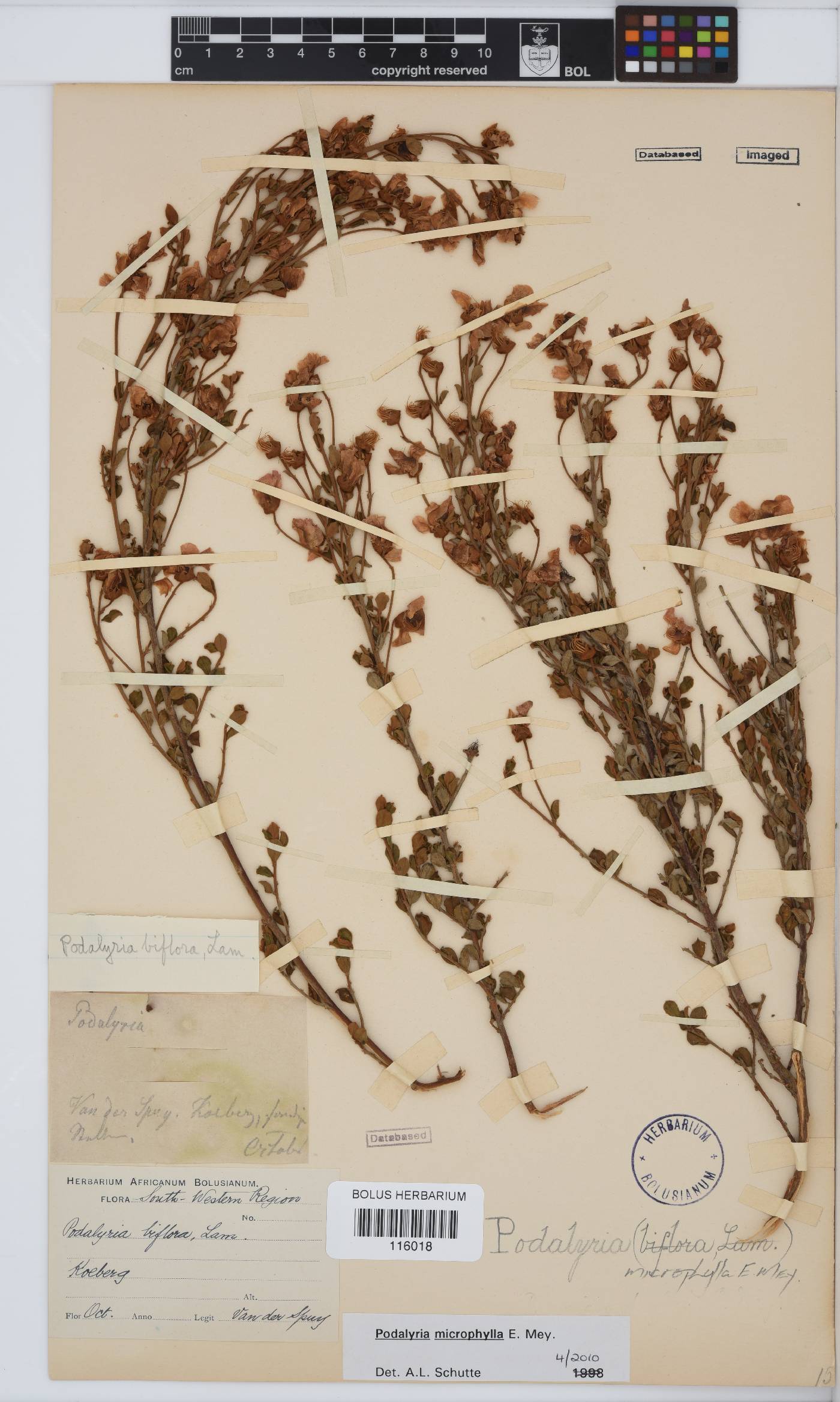 Podalyria microphylla image