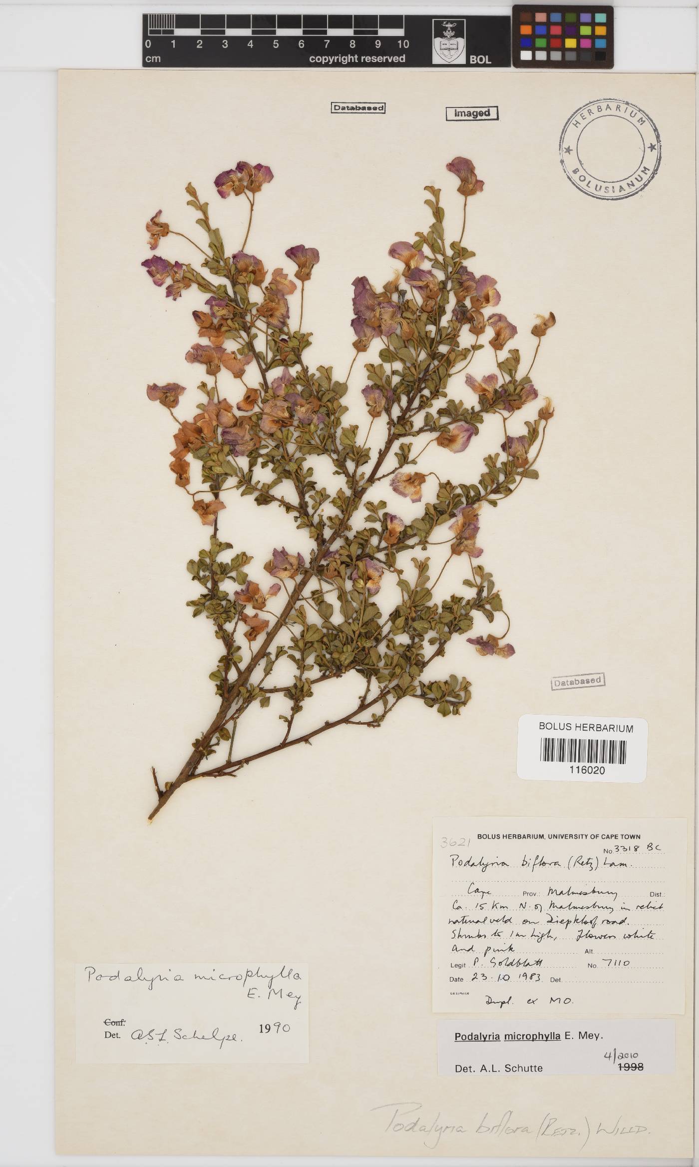 Podalyria microphylla image